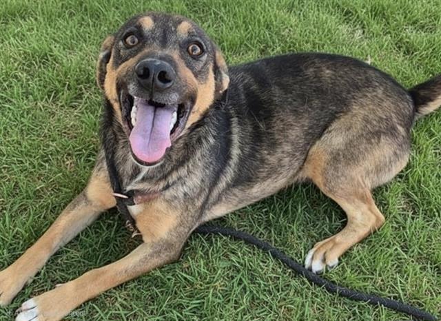 GAMBIT, Adoptable, Adult Female German Shepherd Dog & Mixed Breed.