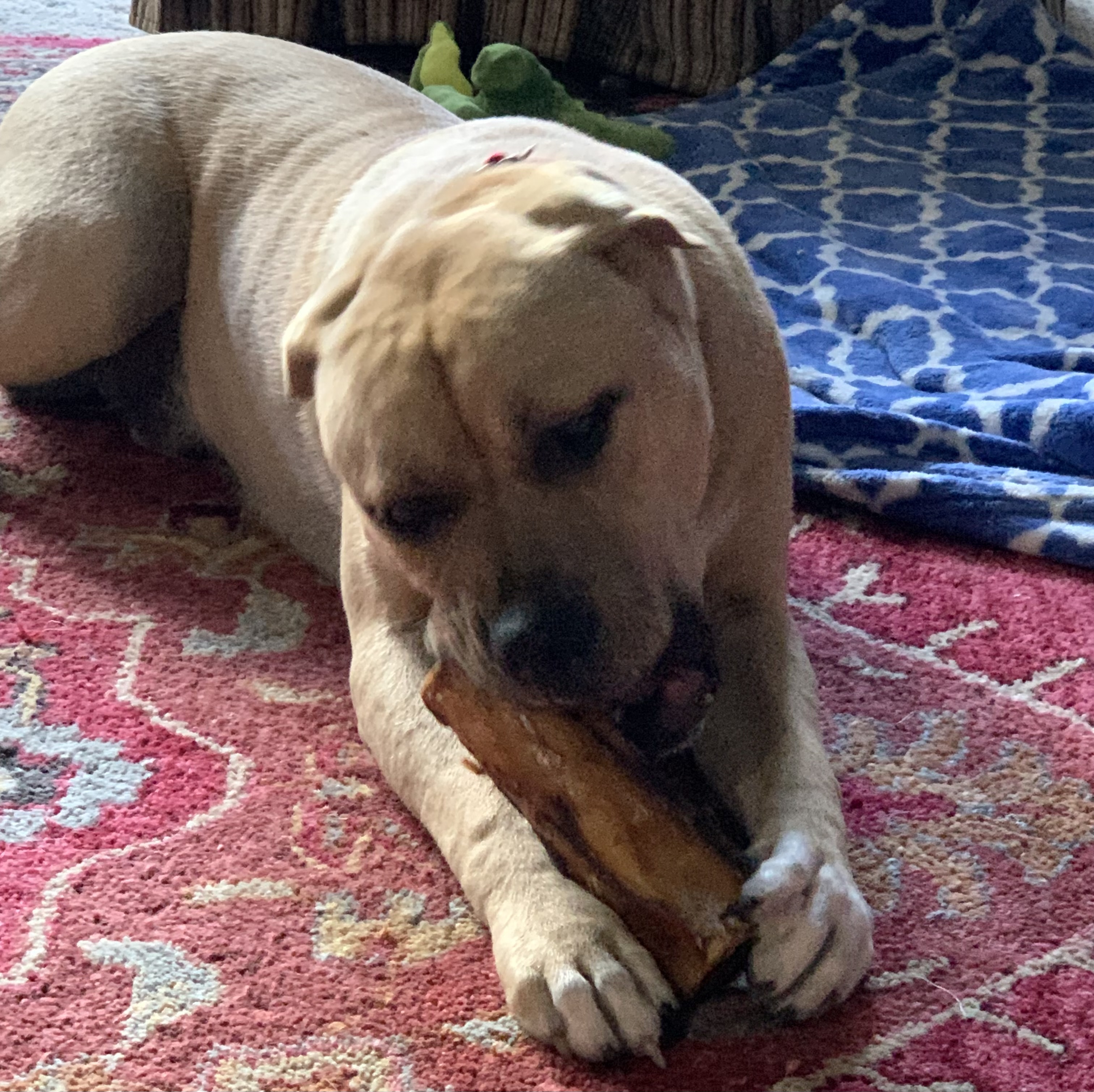 Antony, a Adoptable Catahoula Leopard Dog in Houston, TX image 6/6