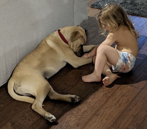 Antony, a Adoptable Catahoula Leopard Dog in Houston, TX image 5/6