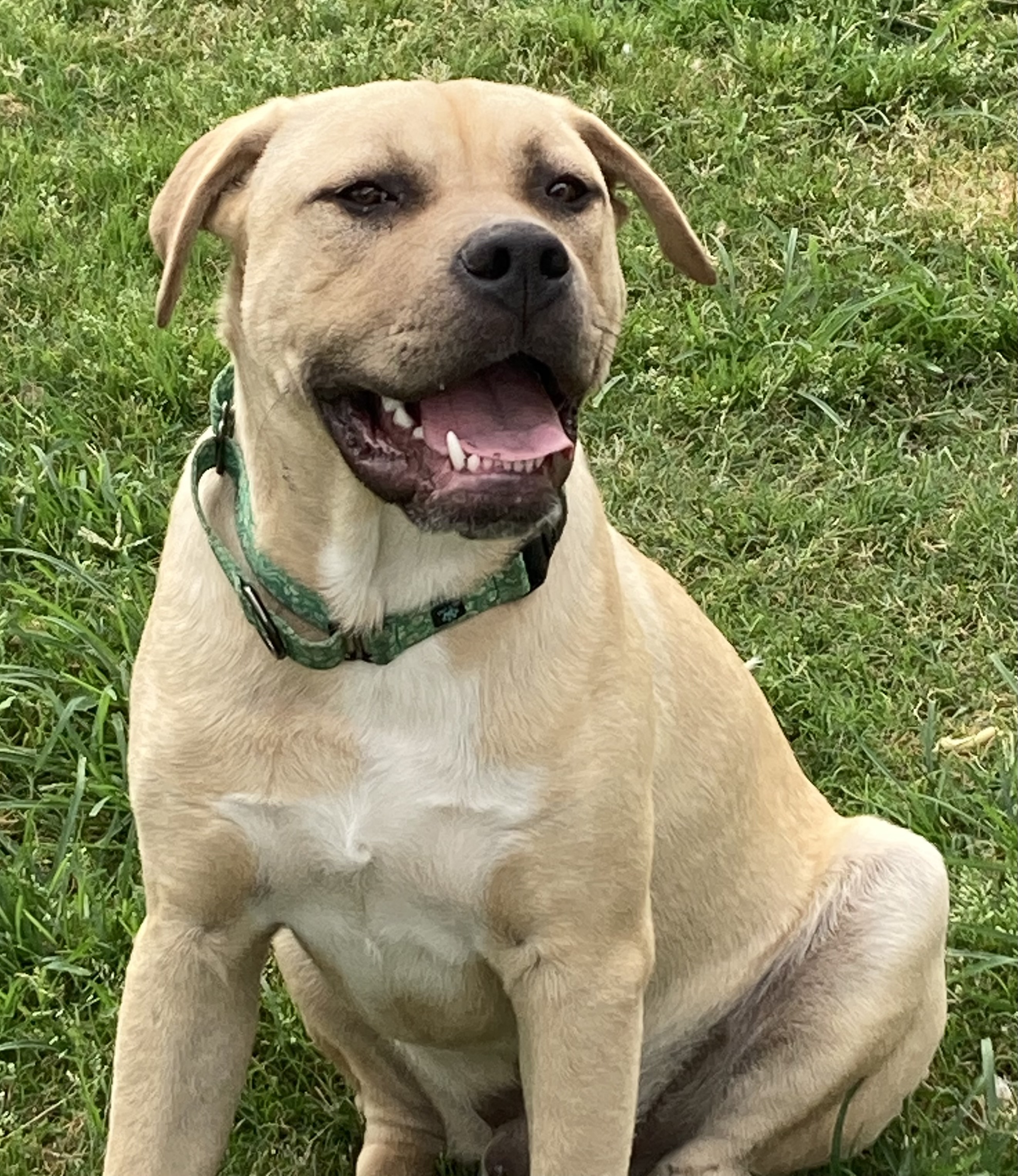 Antony, a Adoptable Catahoula Leopard Dog in Houston, TX image 2/6