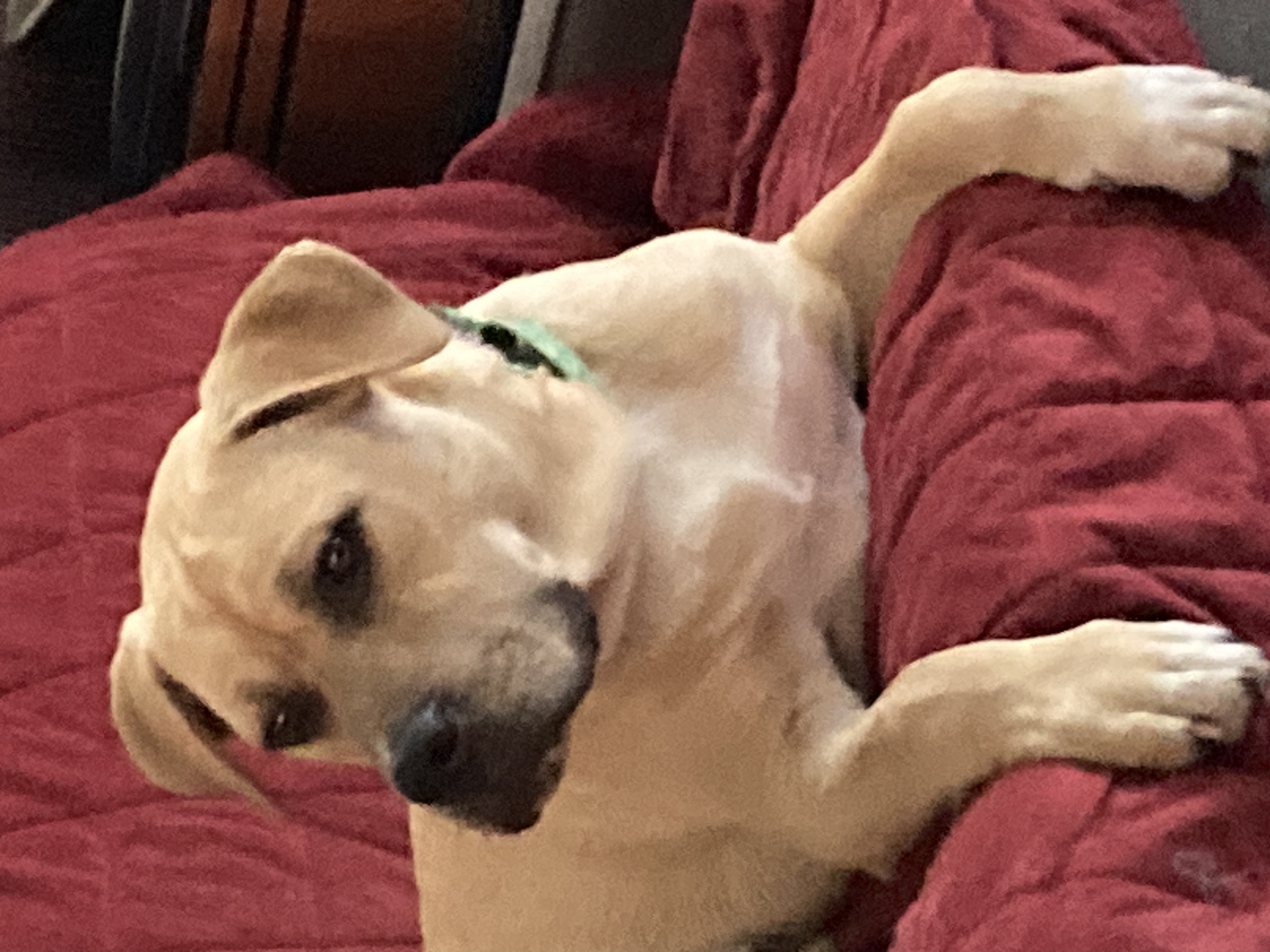 Antony, a Adoptable Catahoula Leopard Dog in Houston, TX image 4/6