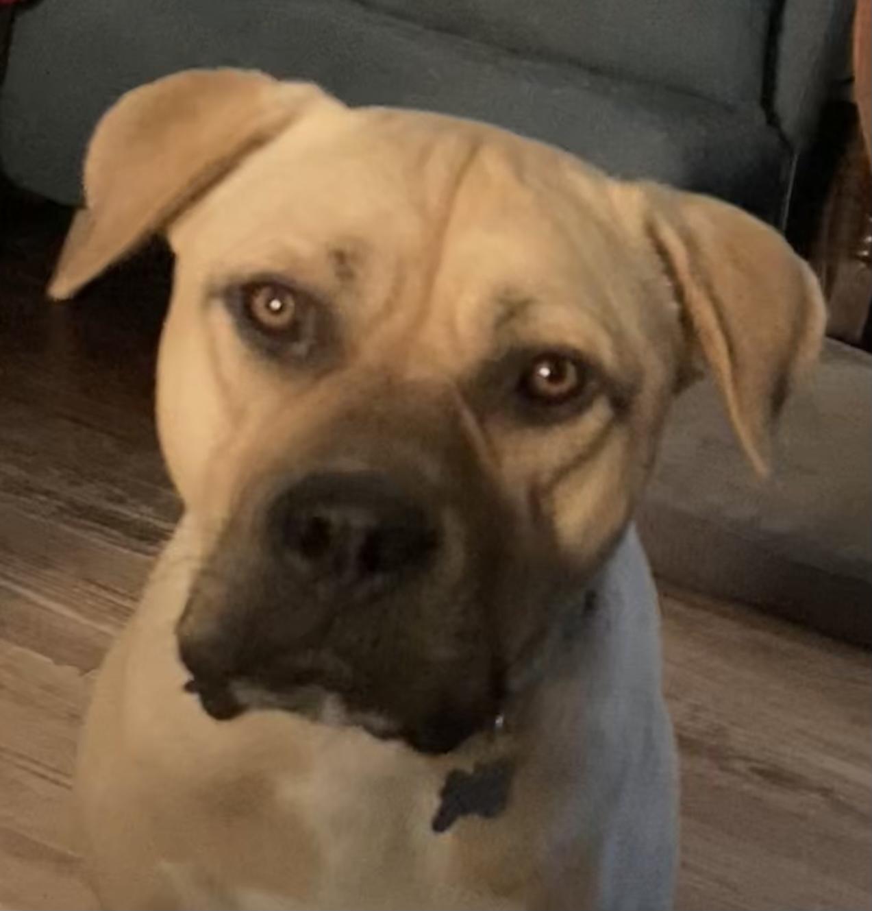 Antony, Adoptable, Young Male Catahoula Leopard Dog.