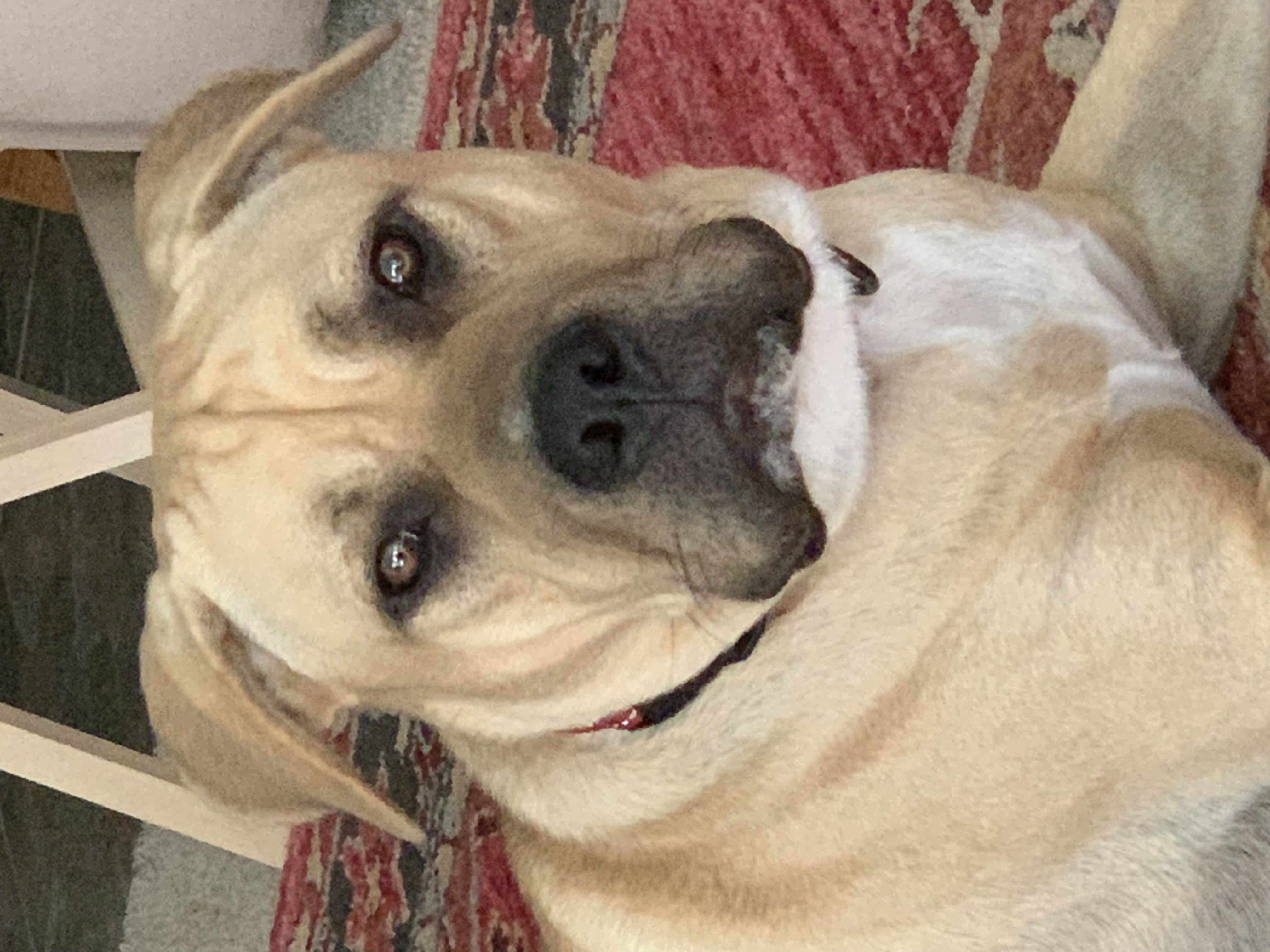 Antony, a Adoptable Catahoula Leopard Dog in Houston, TX image 3/6