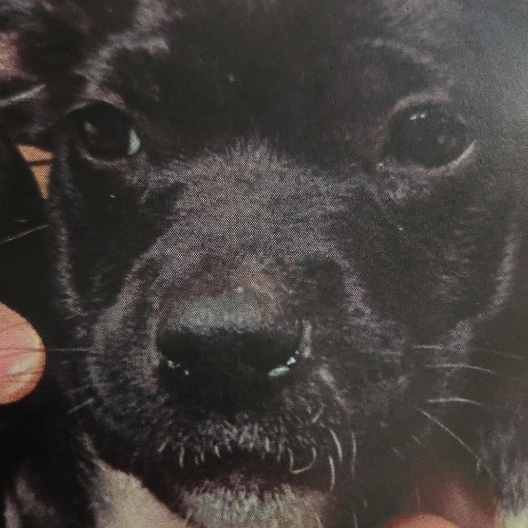Floppy, Adoptable, Puppy Female Mixed Breed.