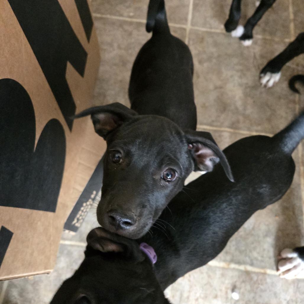 Enlarge Floppy, a Adoptable Mixed Breed in Moab, UT image 2/2