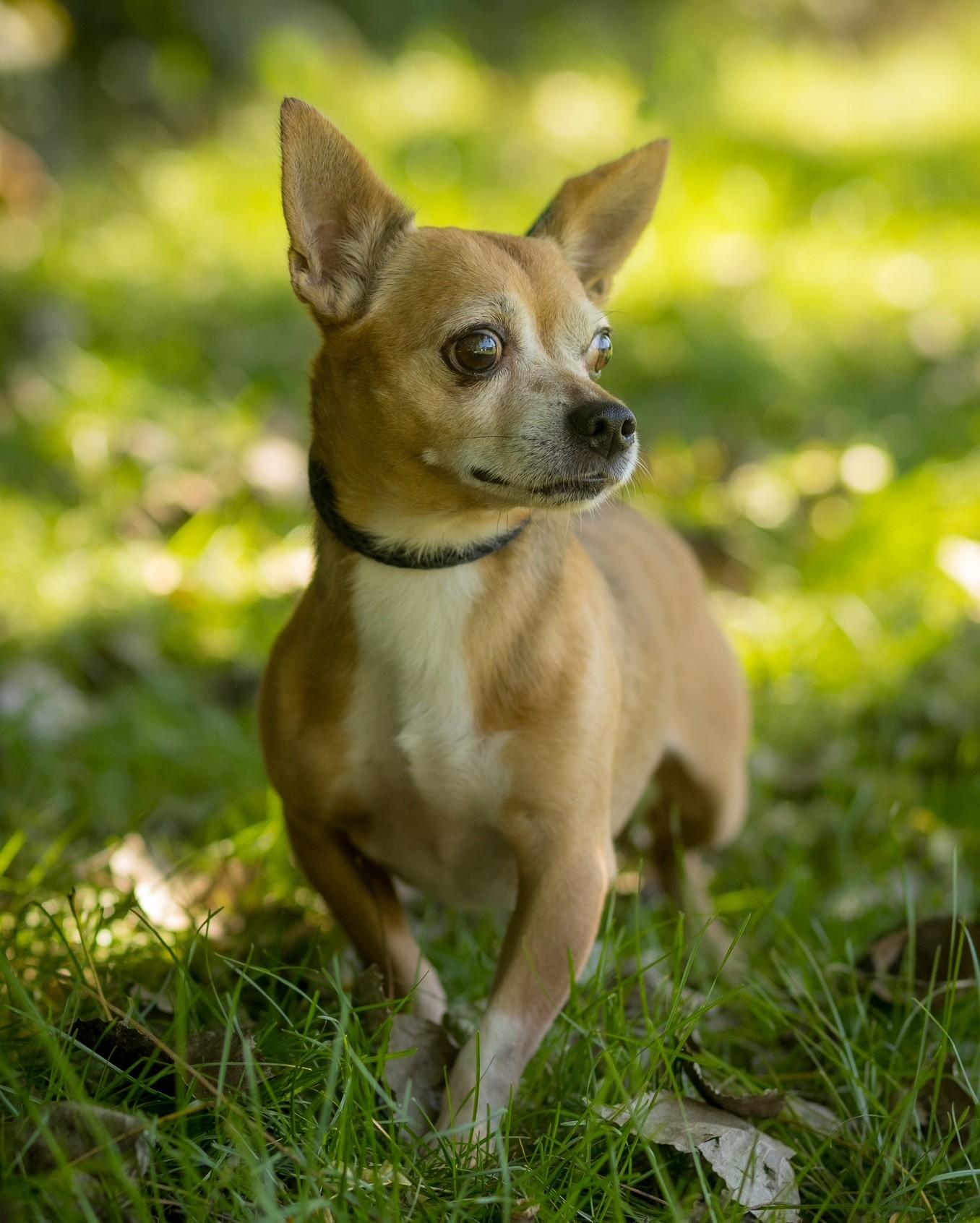 LANCE (0199), Adopted, Senior Male Chihuahua.