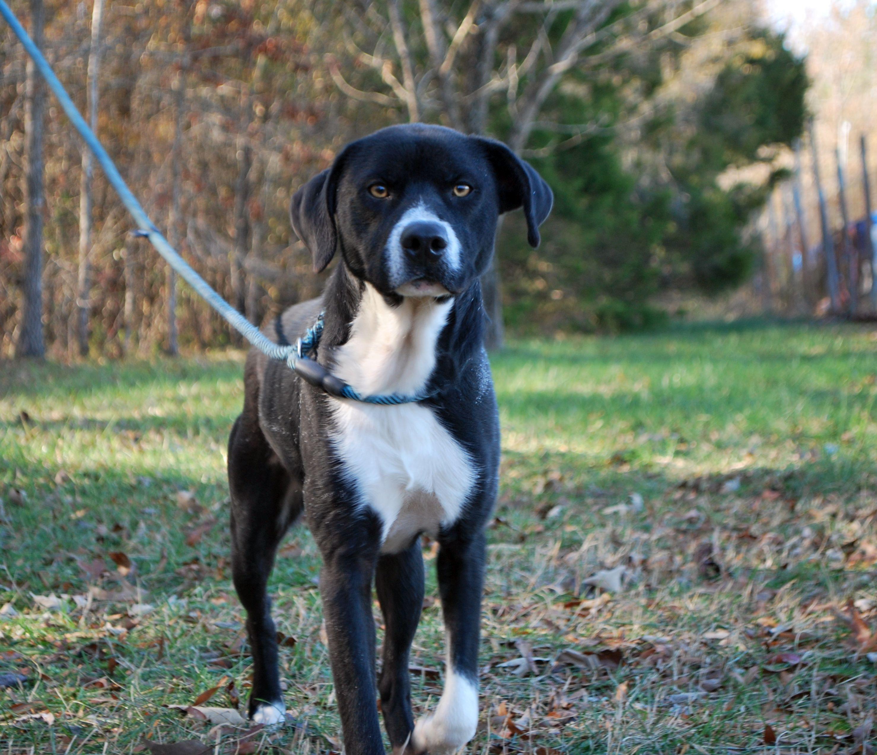 Trip, a Adoptable mixed breed in manchester, TN image 2/4