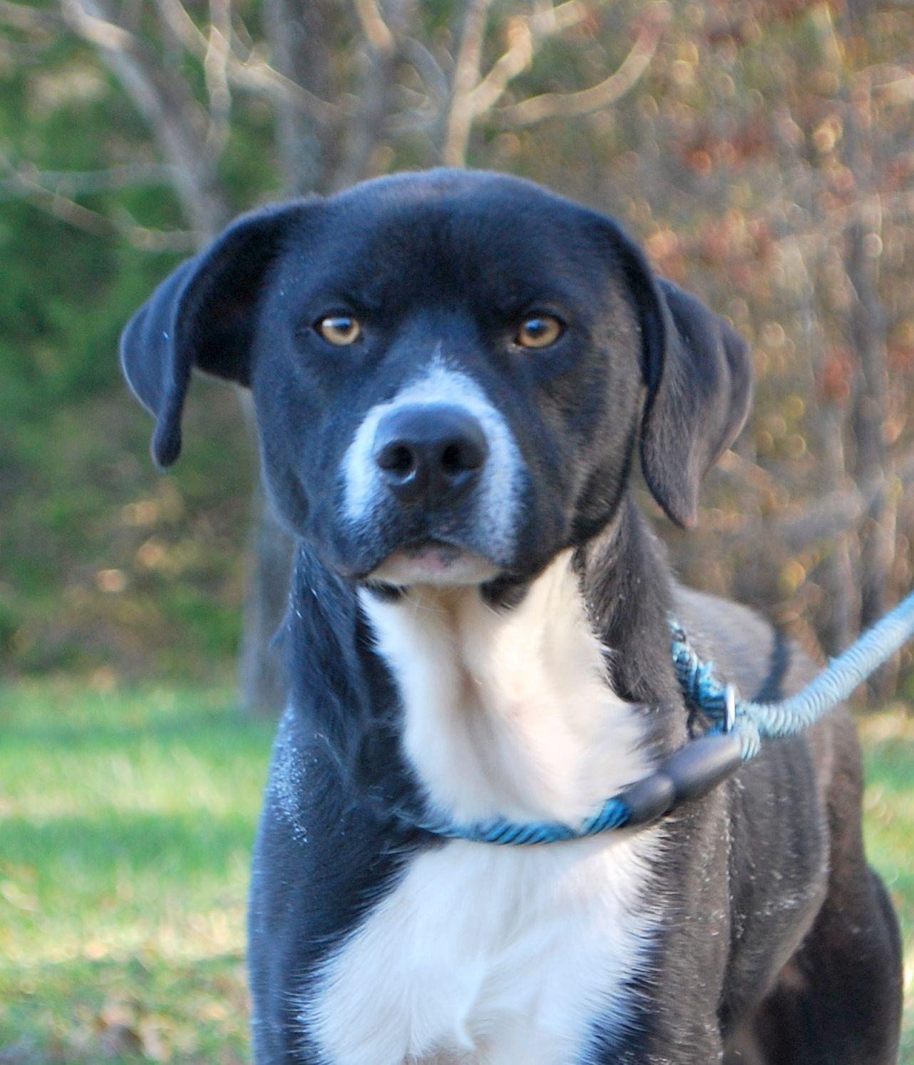 Trip, Adoptable, Adult Male Labrador Retriever & Terrier.