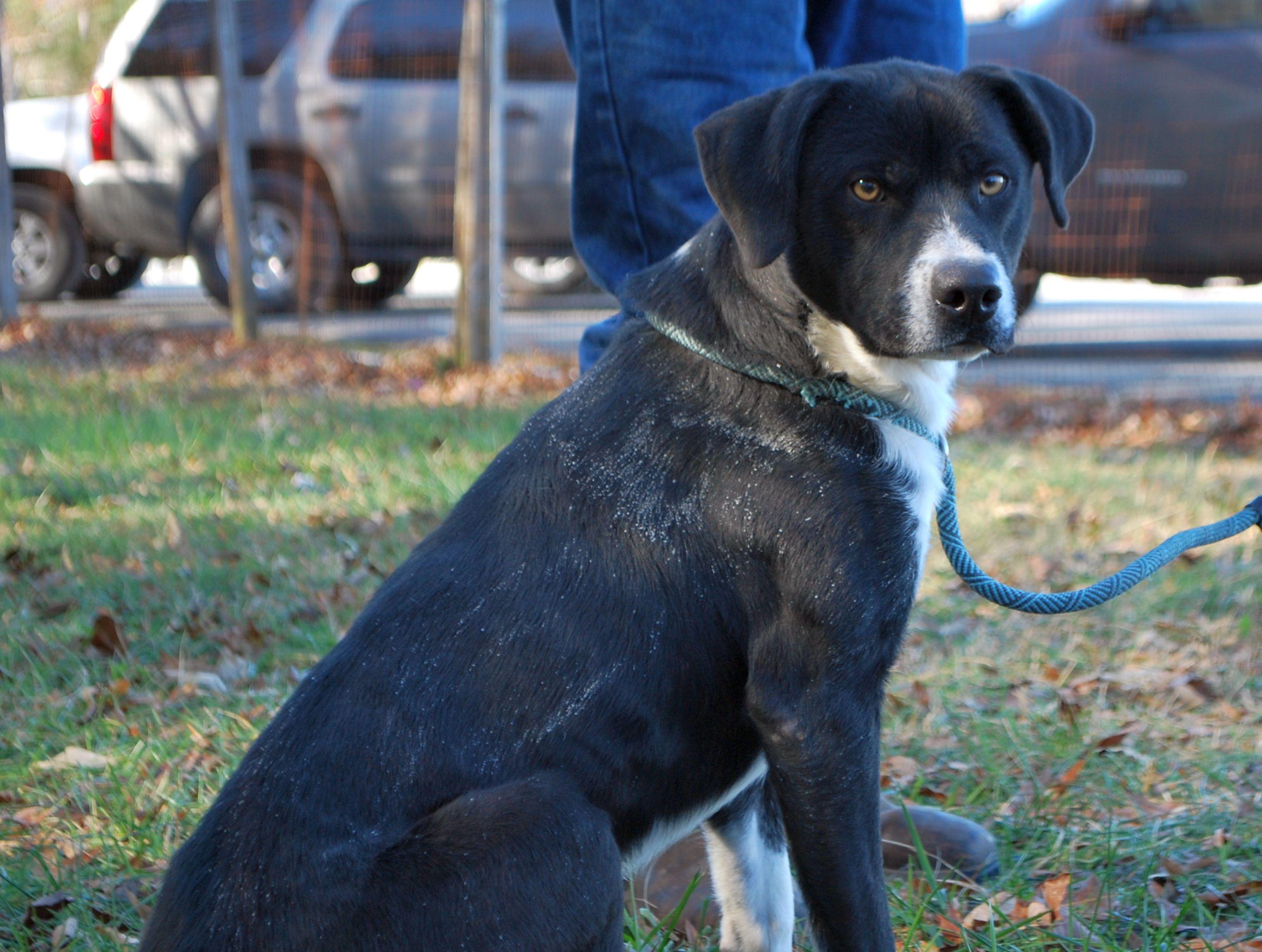 Trip, a Adoptable mixed breed in manchester, TN image 4/4