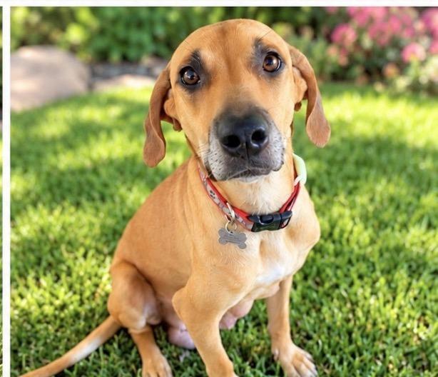 Enlarge Josie, a Adoptable mixed breed in Scottsdale, AZ image 1/4