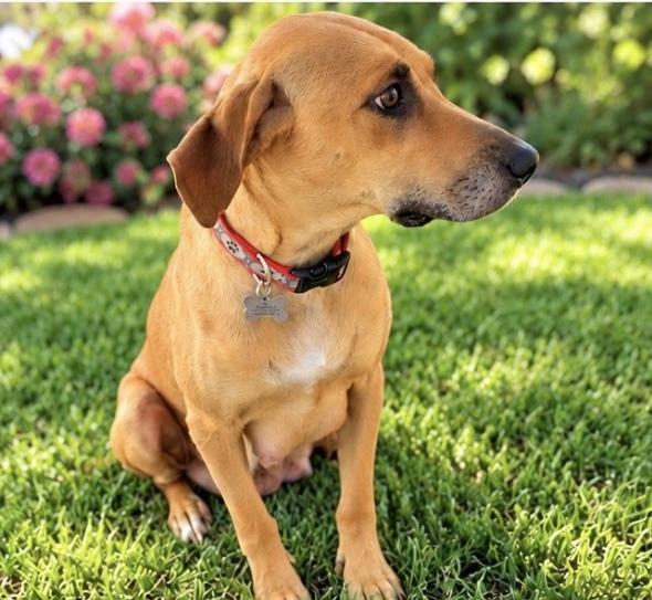 Enlarge Josie, a Adoptable mixed breed in Scottsdale, AZ image 2/4