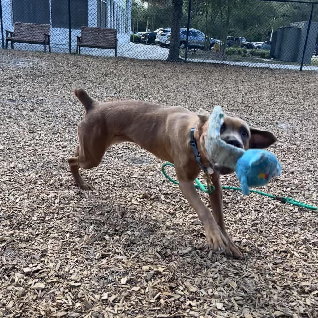 Hazel, Adoptable, Adult Female Mixed Breed.