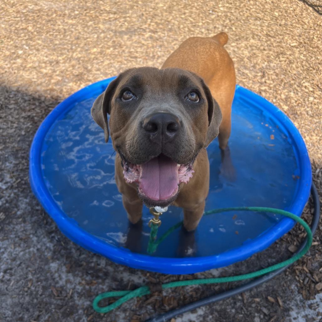 Hazel, a Adoptable Mixed Breed in Jacksonville, FL image 2/6