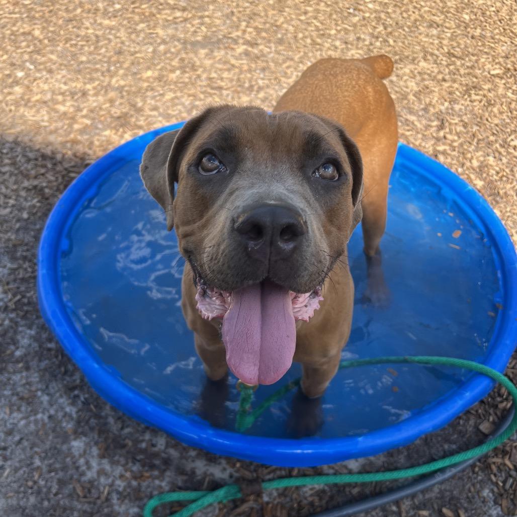 Hazel, a Adoptable Mixed Breed in Jacksonville, FL image 3/6