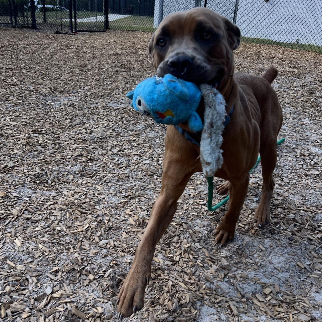Hazel, a Adoptable Mixed Breed in Jacksonville, FL image 4/6