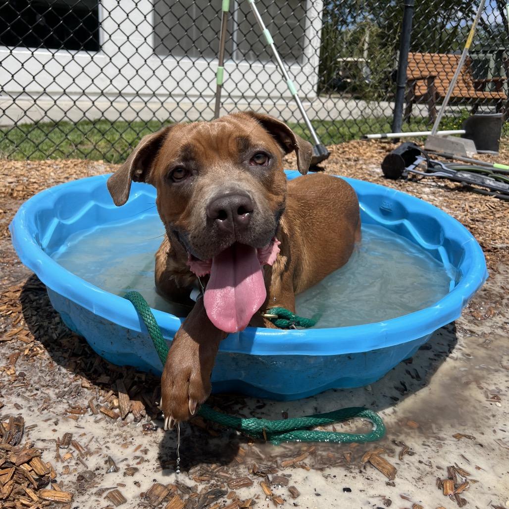 Hazel, a Adoptable Mixed Breed in Jacksonville, FL image 5/6