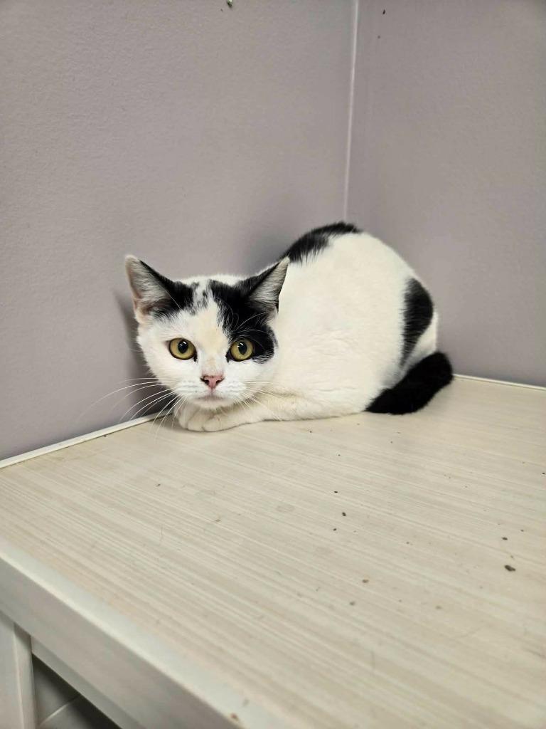 Enlarge Jack Cat, a Adoptable mixed breed in Athens, TN image 1/1