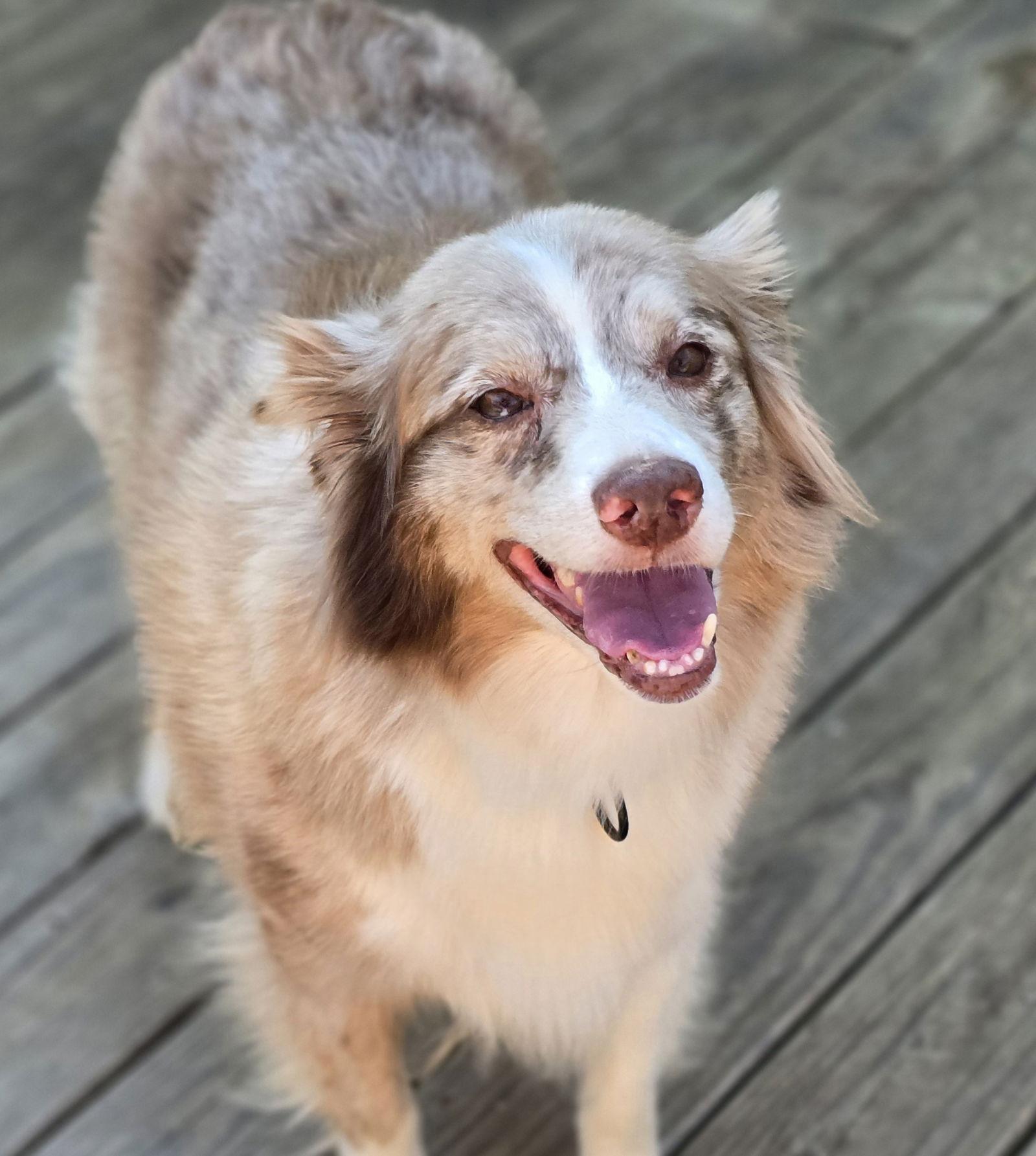 Daisy, Adoptable, Adult Female Australian Shepherd.