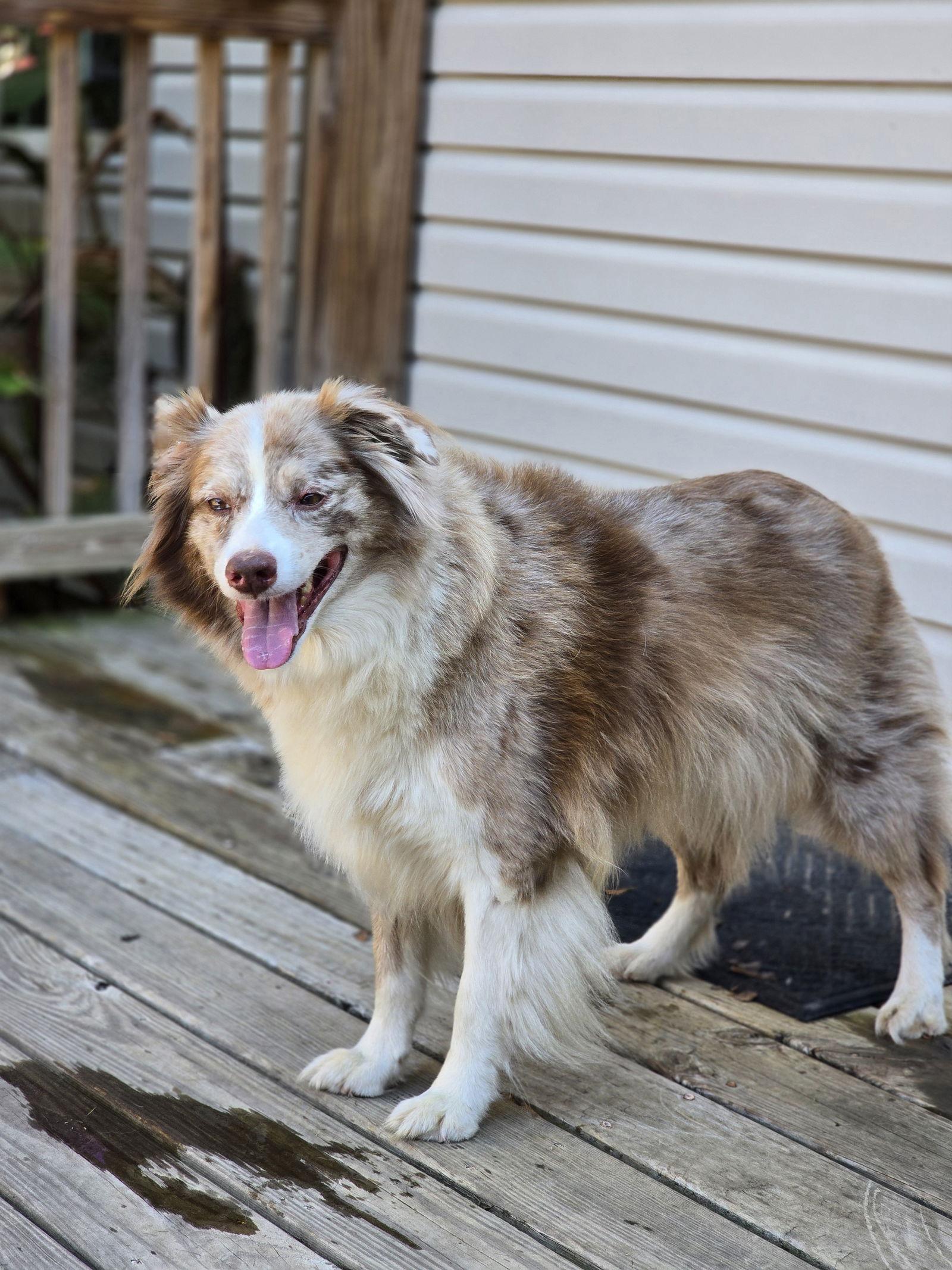 Daisy, a Adoptable Australian Shepherd in Social Circle, GA image 3/3