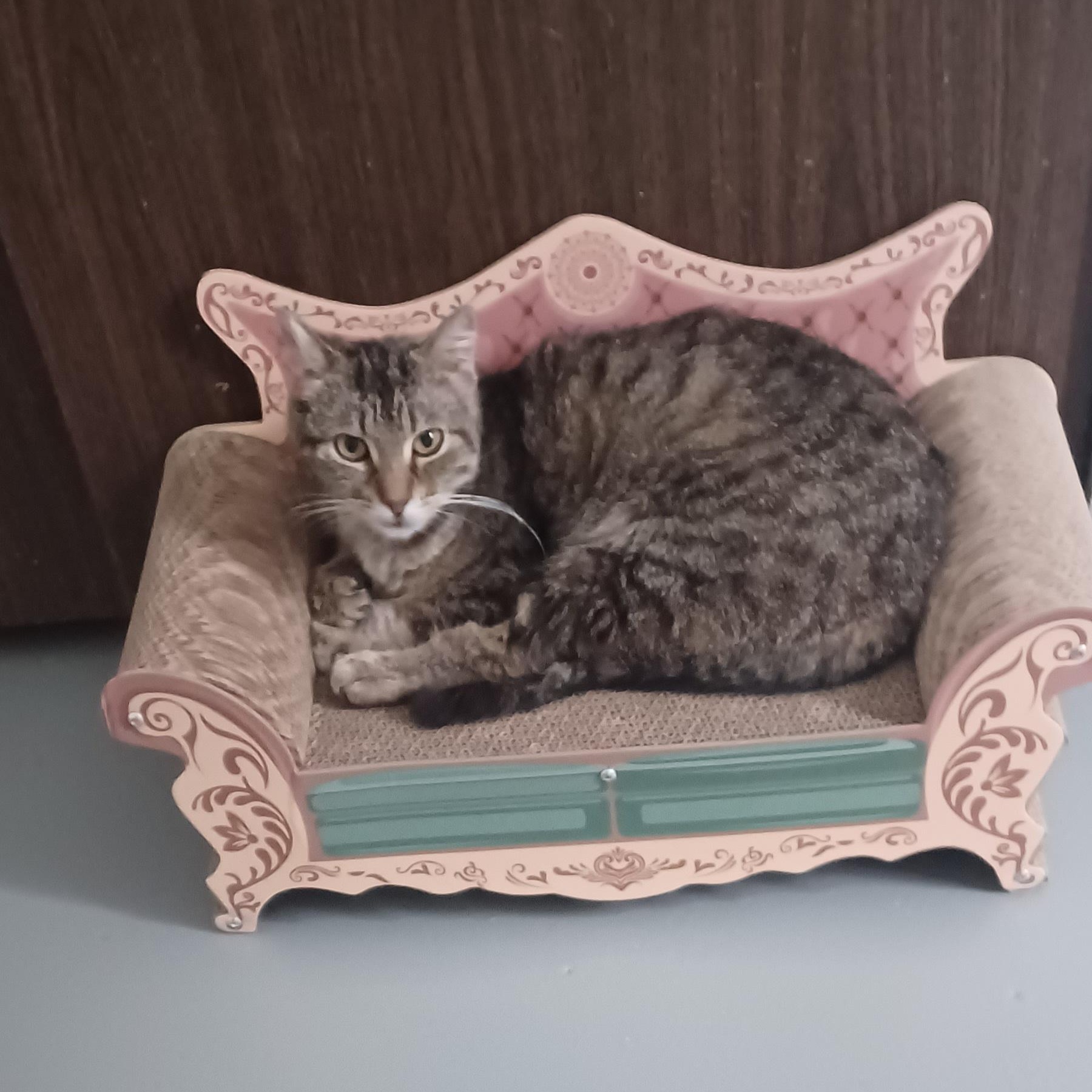 Millie, adopted, Young Female American Shorthair.