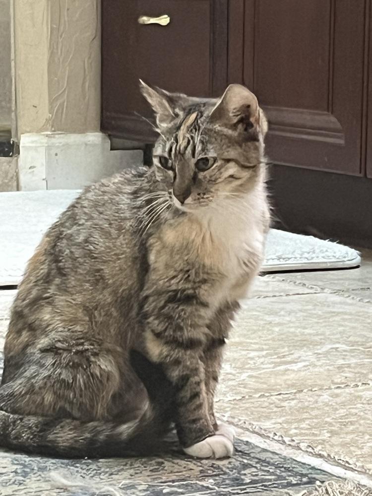 Cybill, Adoptable, Adult Female American Shorthair.