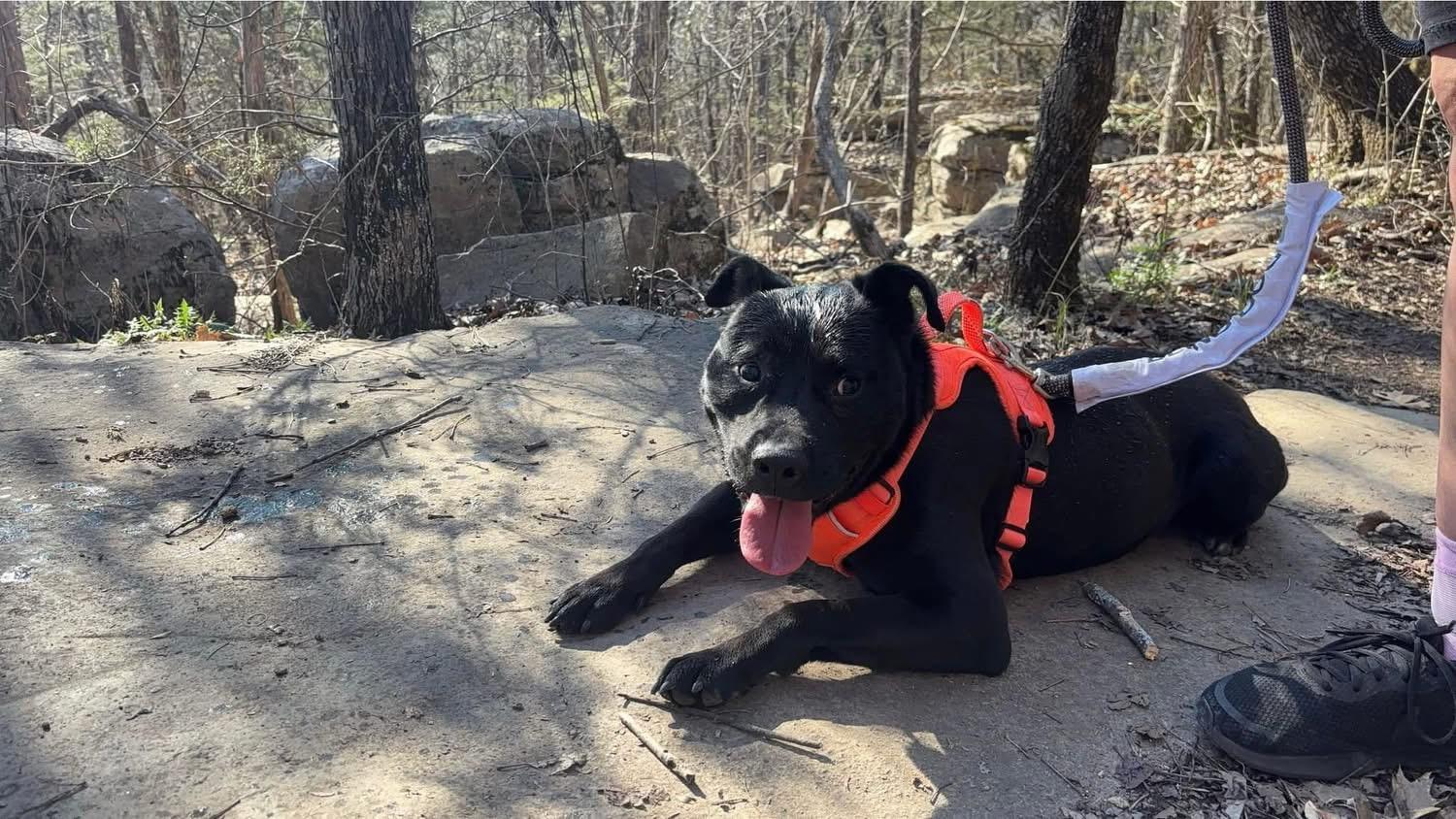 Maxwell, ADOPTABLE, Adult Male Mixed Breed.