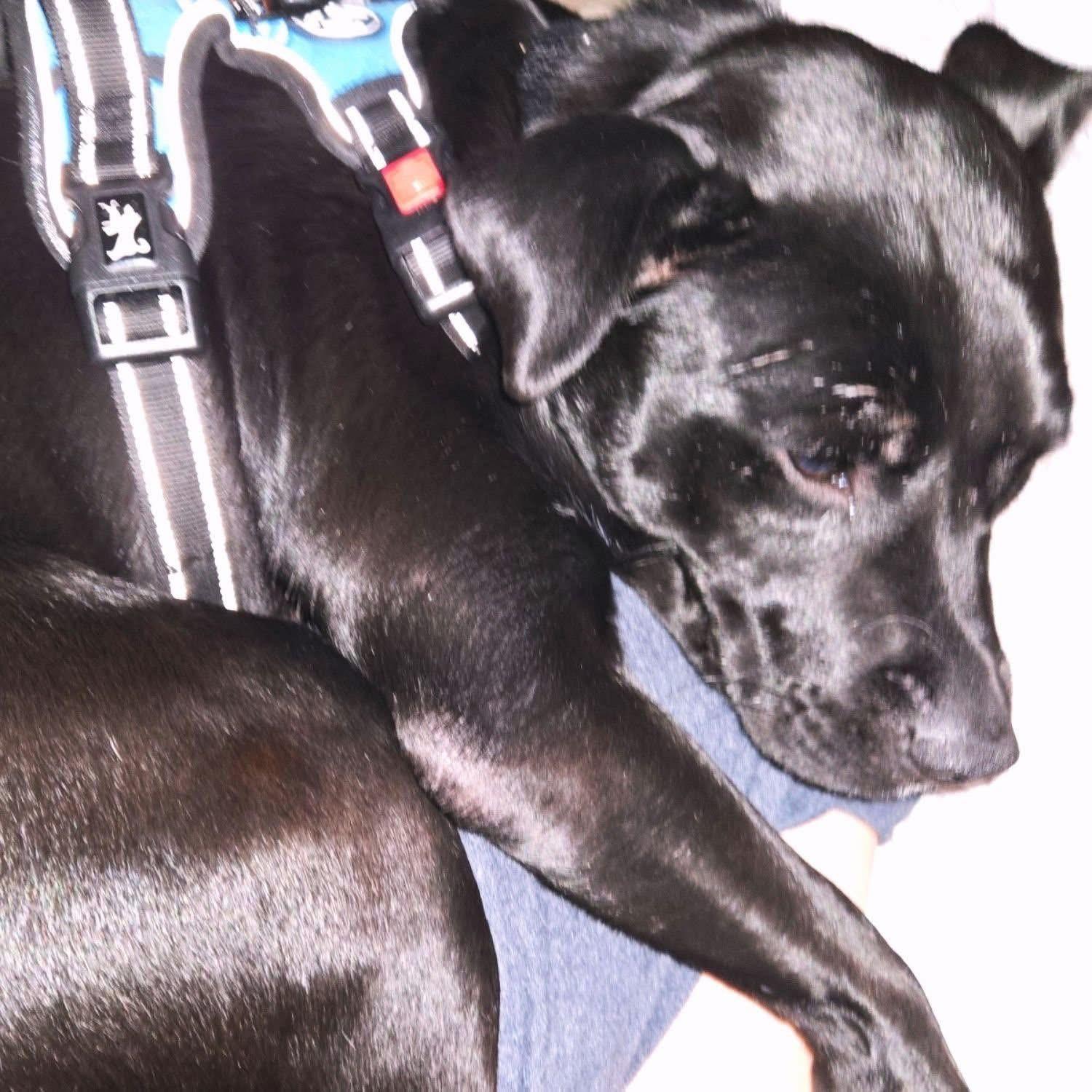 Enlarge Maxwell, a ADOPTABLE Mixed Breed in Huntsville, AL image 4/4
