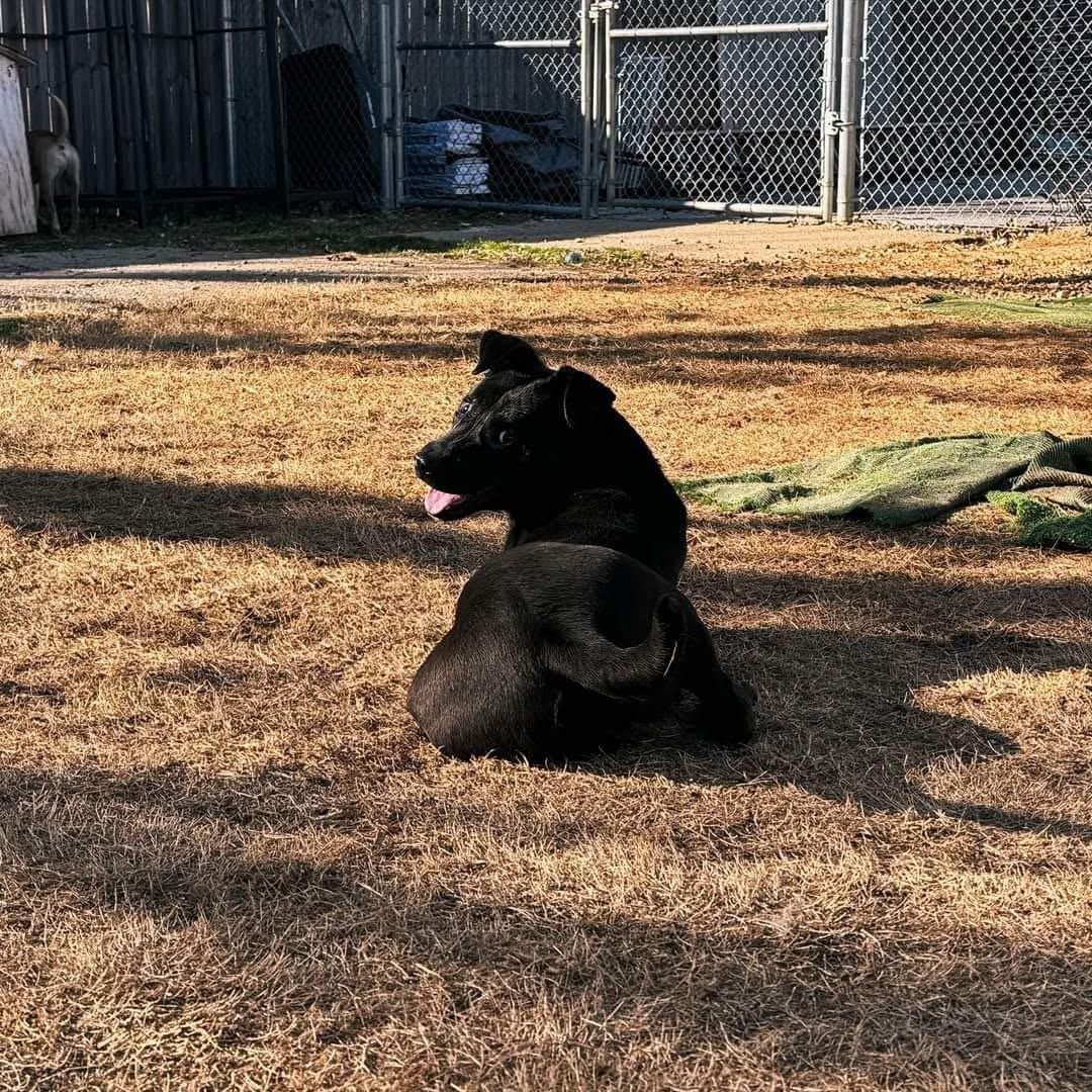 Enlarge Maxwell, a ADOPTABLE Mixed Breed in Huntsville, AL image 2/4