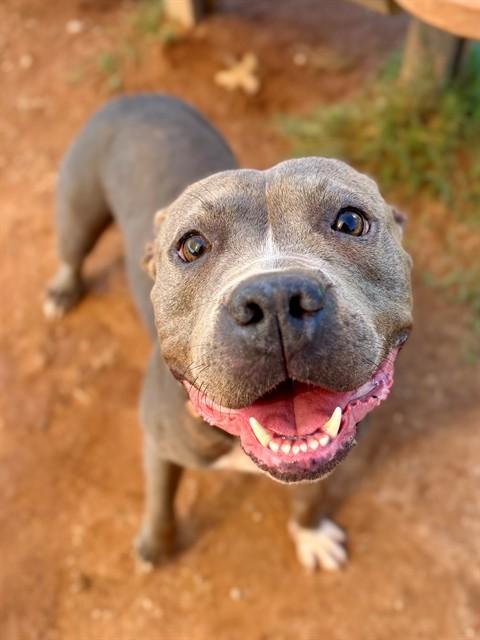 Enlarge WILMA, a Adoptable mixed breed in York, SC image 1/1