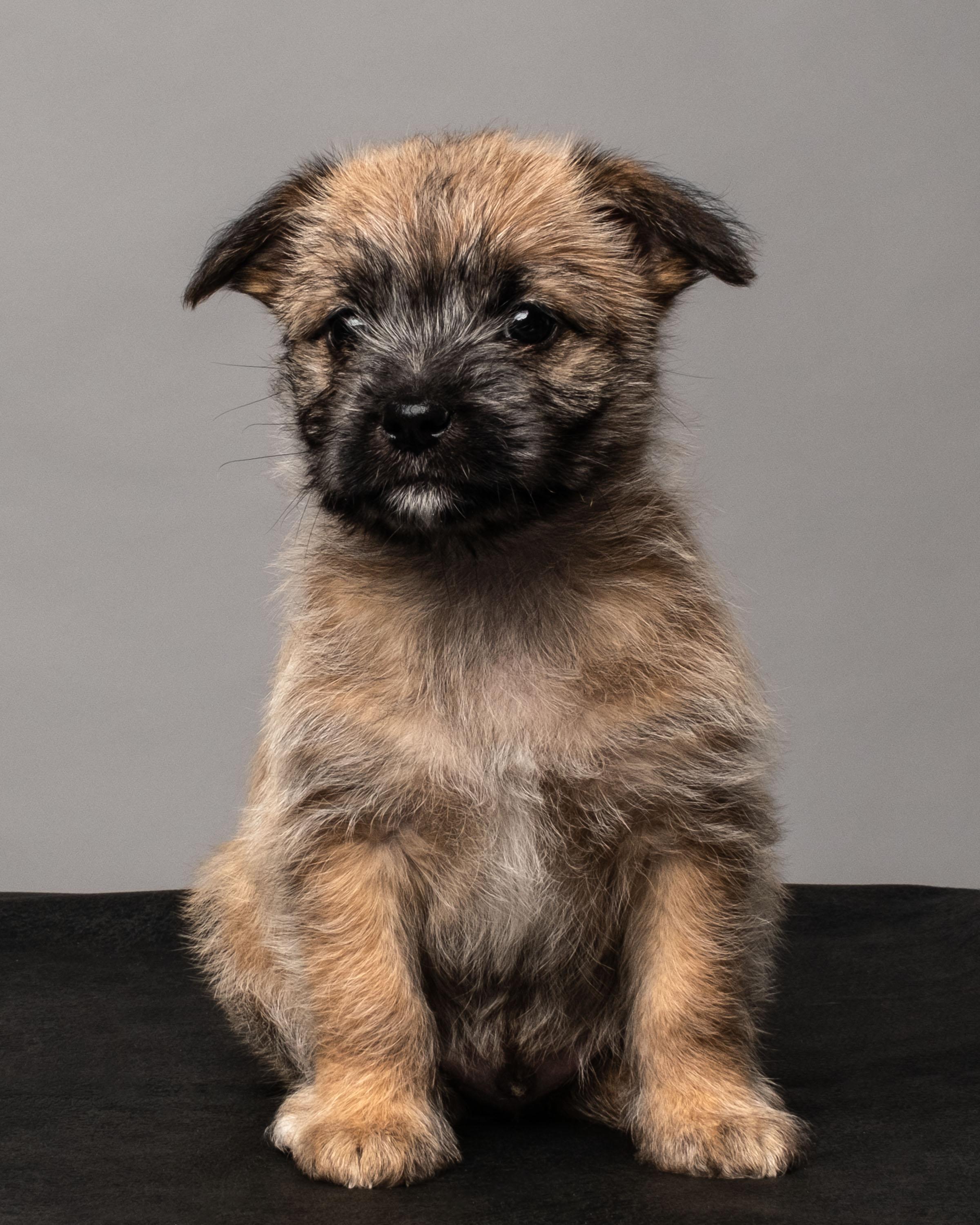 Enlarge Benedict , a Adoptable mixed breed in Aiken, SC image 2/2