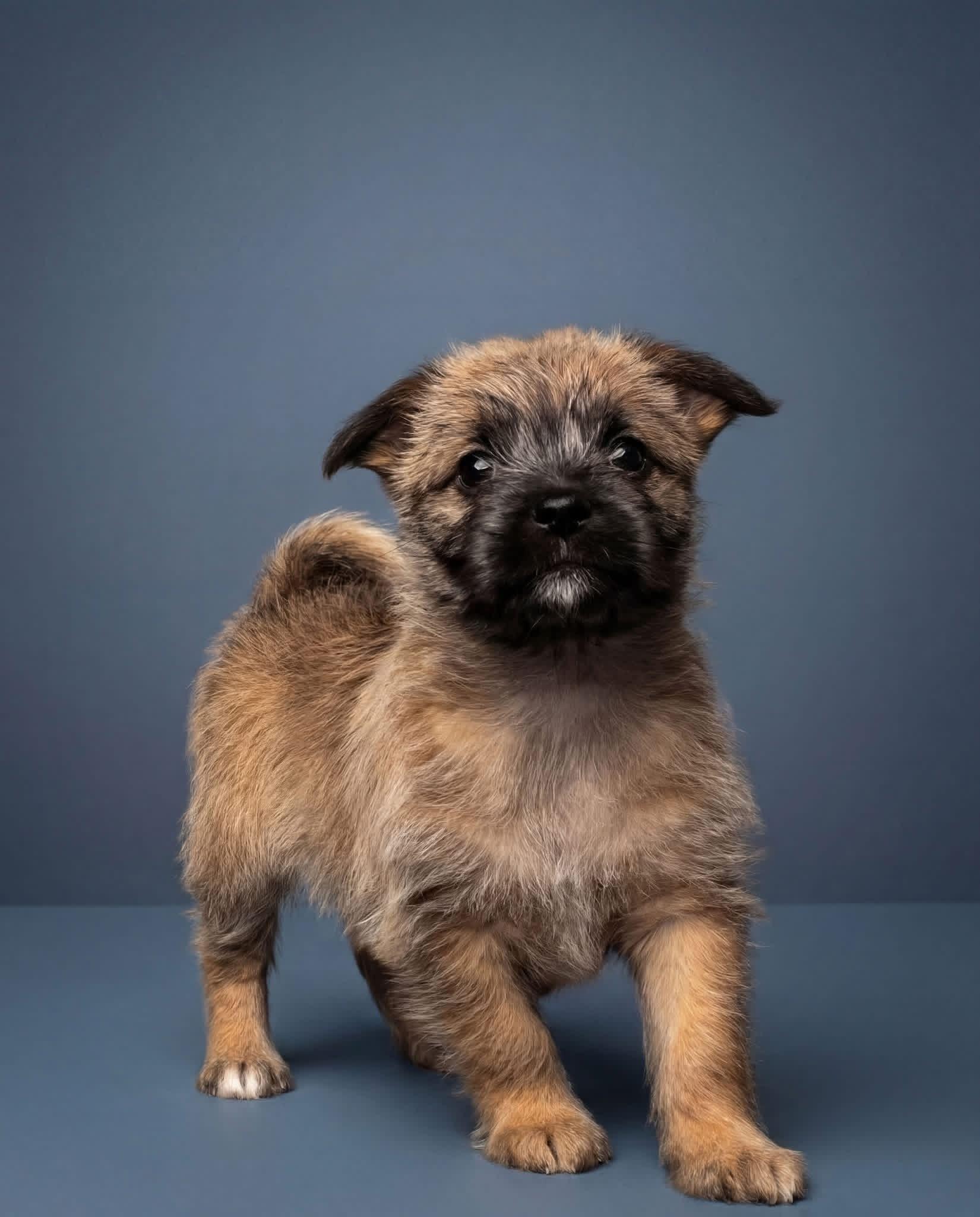 Enlarge Benedict , a Adoptable mixed breed in Aiken, SC image 1/2