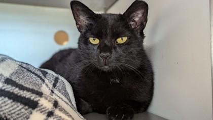 Enlarge Batty, a Adoptable Domestic Short Hair in Ringoes, NJ image 1/5
