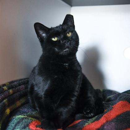 Batty, Adoptable, Adult Female Domestic Short Hair & Domestic Short Hair.