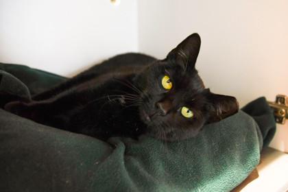 Enlarge Batty, a Adoptable Domestic Short Hair in Ringoes, NJ image 2/2