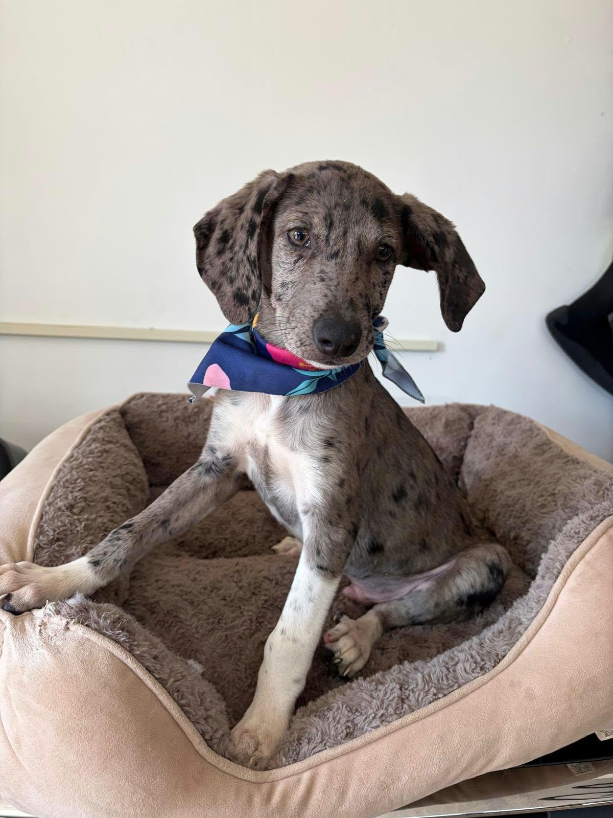 Enlarge Grover, a Adoptable mixed breed in Poway, CA image 1/1