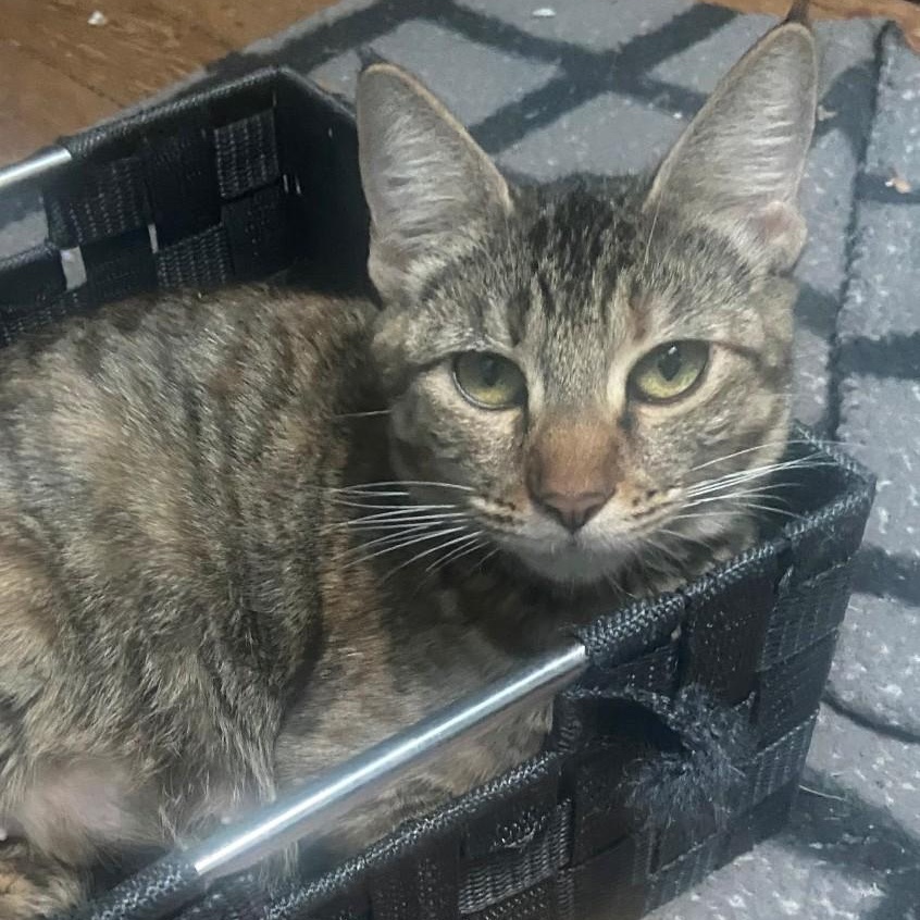 Enlarge  Tilly Coleman , a Adoptable mixed breed in Denver, CO image 2/5