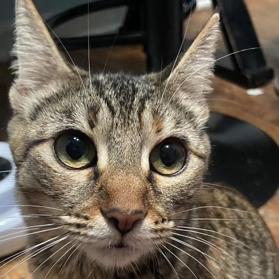 Enlarge  Tilly Coleman , a Adoptable mixed breed in Denver, CO image 5/5