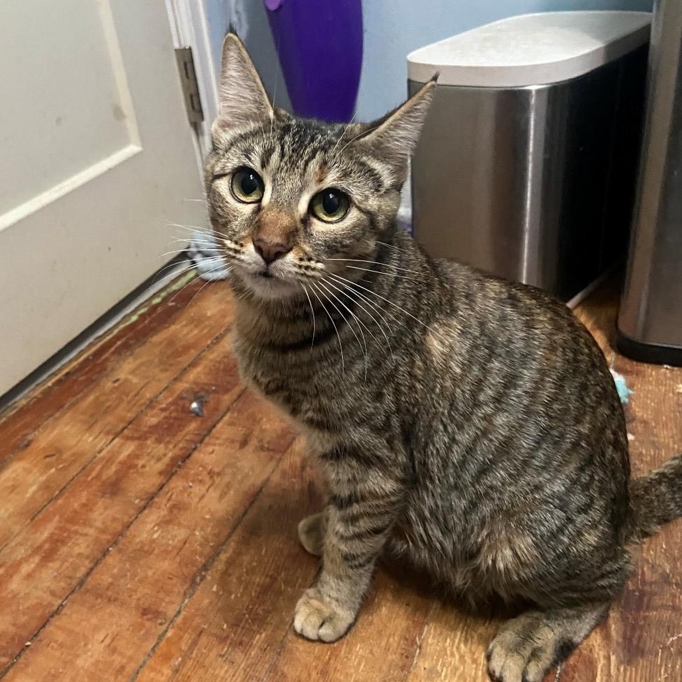 Tilly Coleman , Adoptable, Young Female Domestic Short Hair & Tabby.