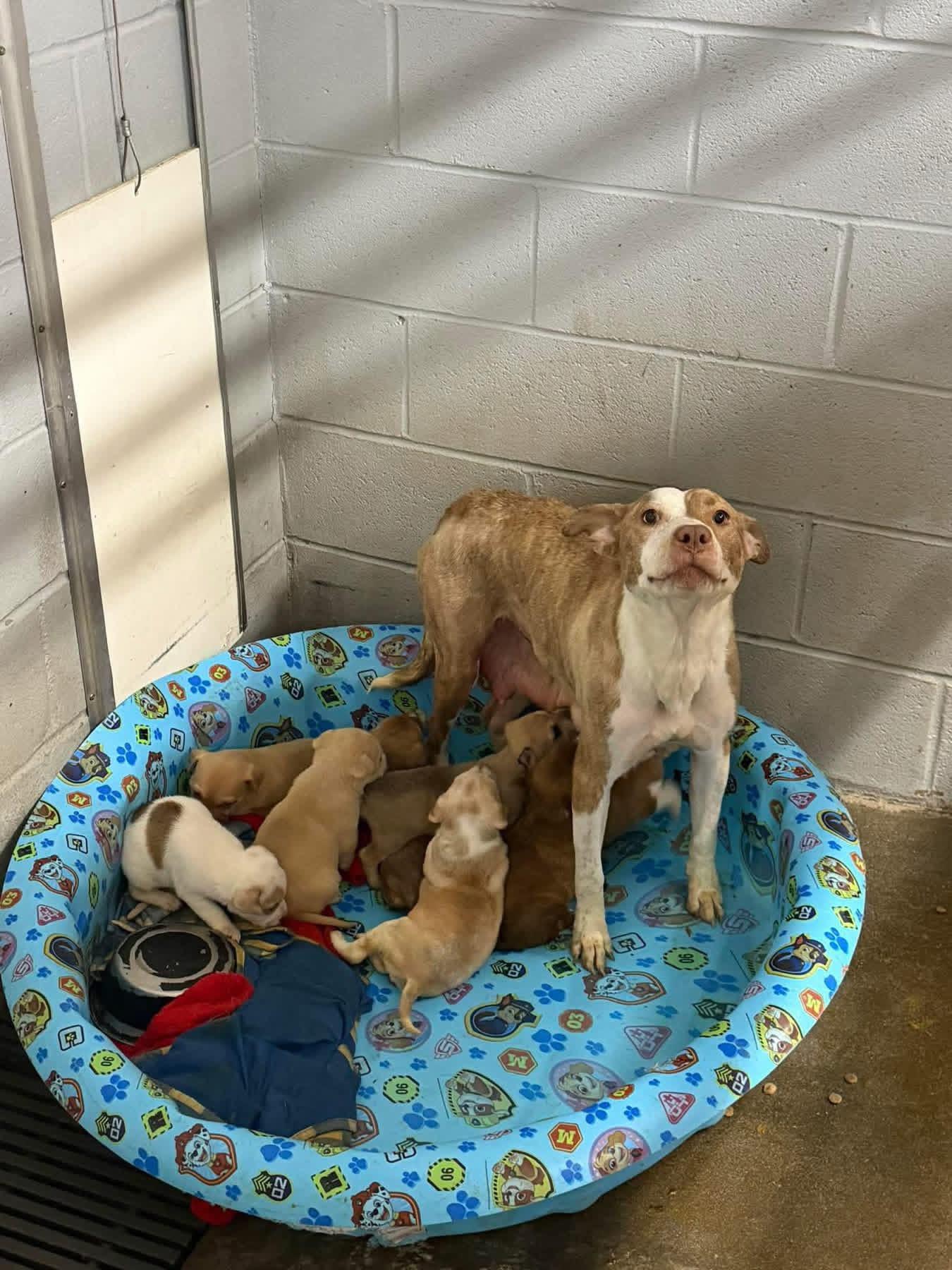 Enlarge Nina and puppies, a ADOPTABLE mixed breed in Elizabethtown, NC image 1/1