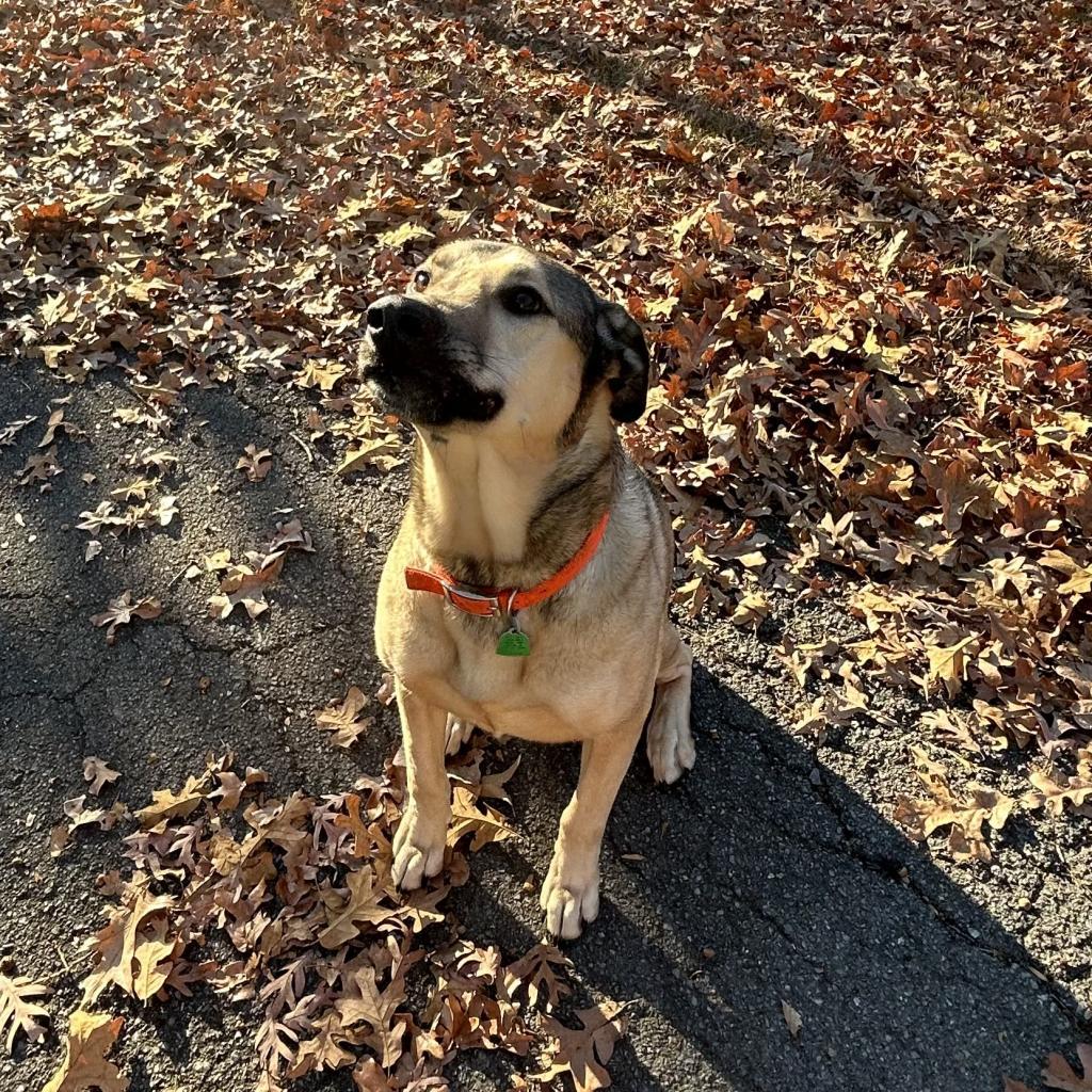 Buckley, Adoptable, Adult Male German Shepherd Dog.