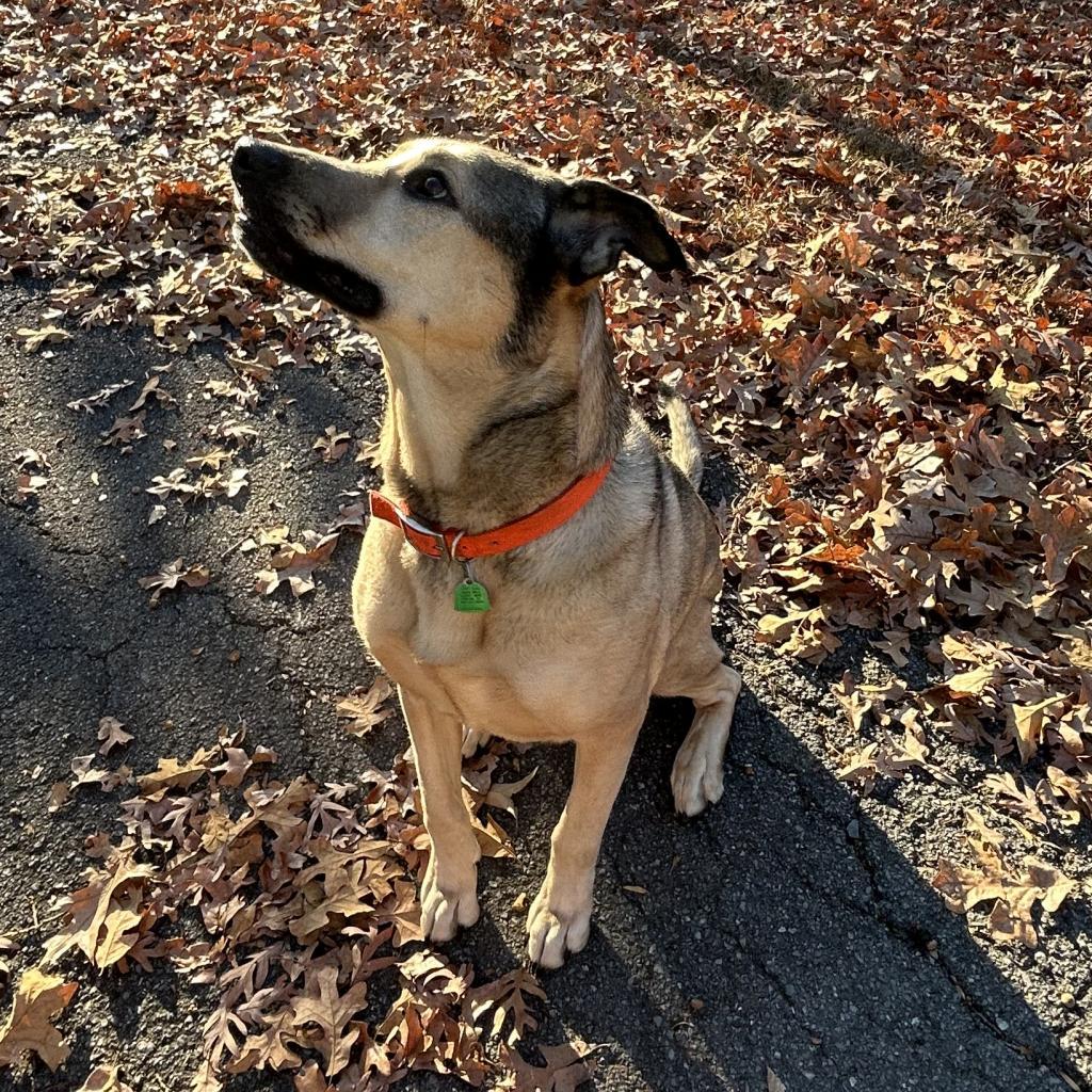 Buckley, a Adoptable German Shepherd Dog in DAYTON, TN image 2/3
