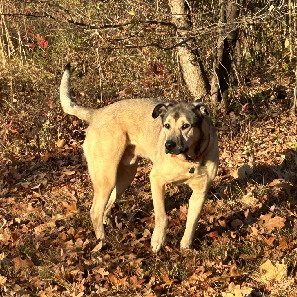 Buckley, a Adoptable German Shepherd Dog in DAYTON, TN image 3/3