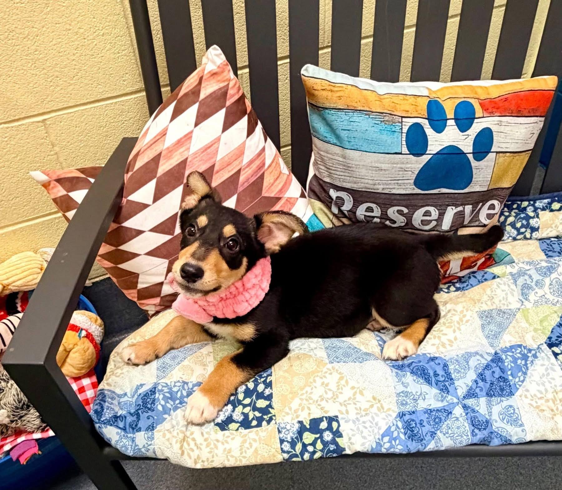 Enlarge Missy, an adopted mixed breed in Fredericksburg, VA image 5/5