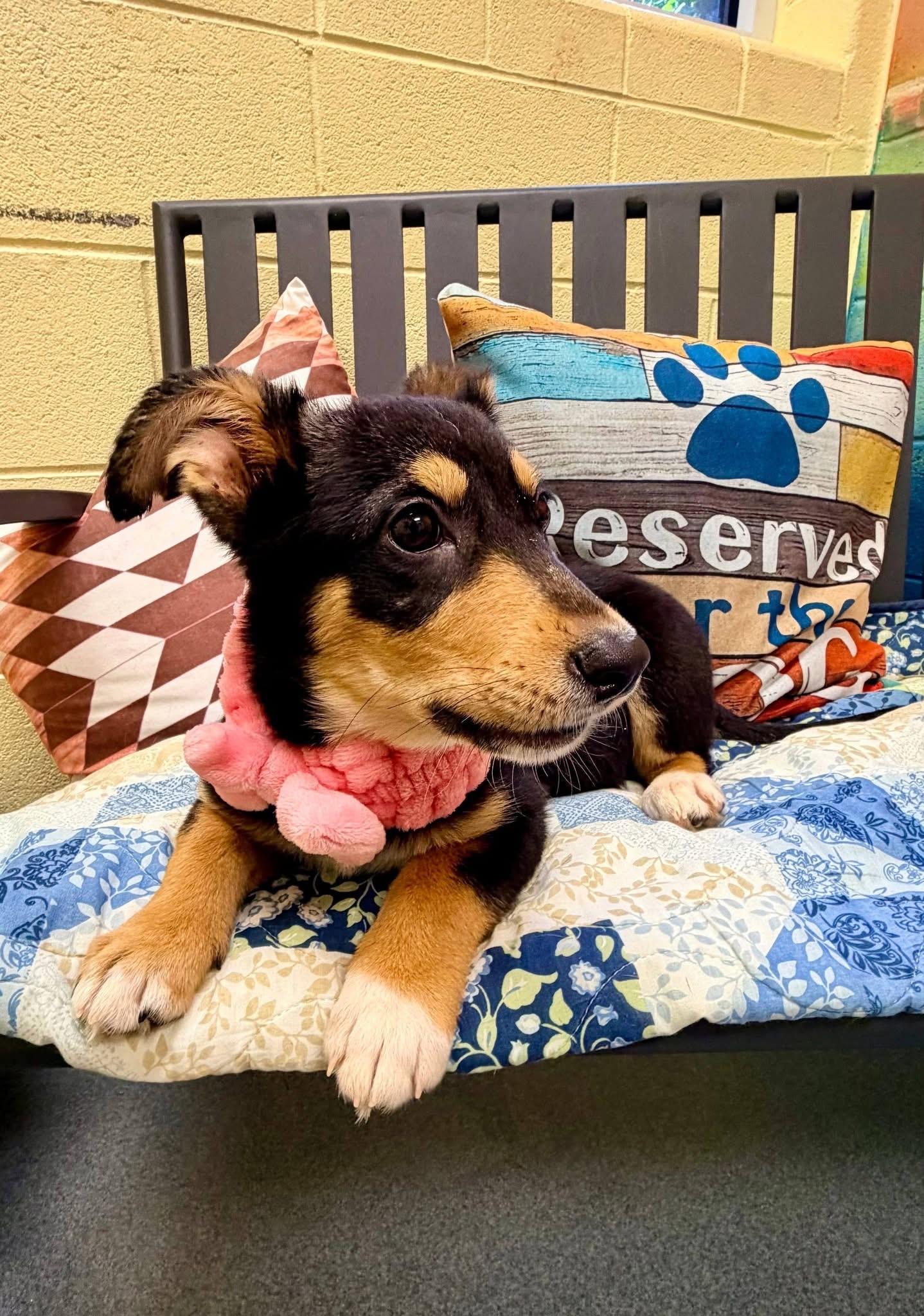 Enlarge Missy, an adopted mixed breed in Fredericksburg, VA image 2/5