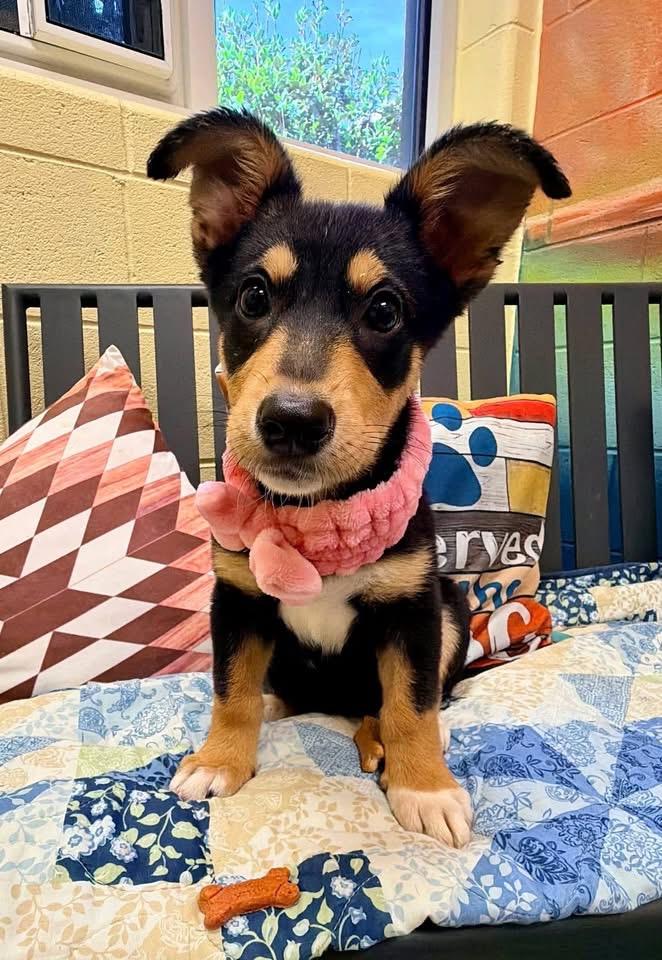 Enlarge Missy, an adopted mixed breed in Fredericksburg, VA image 3/5