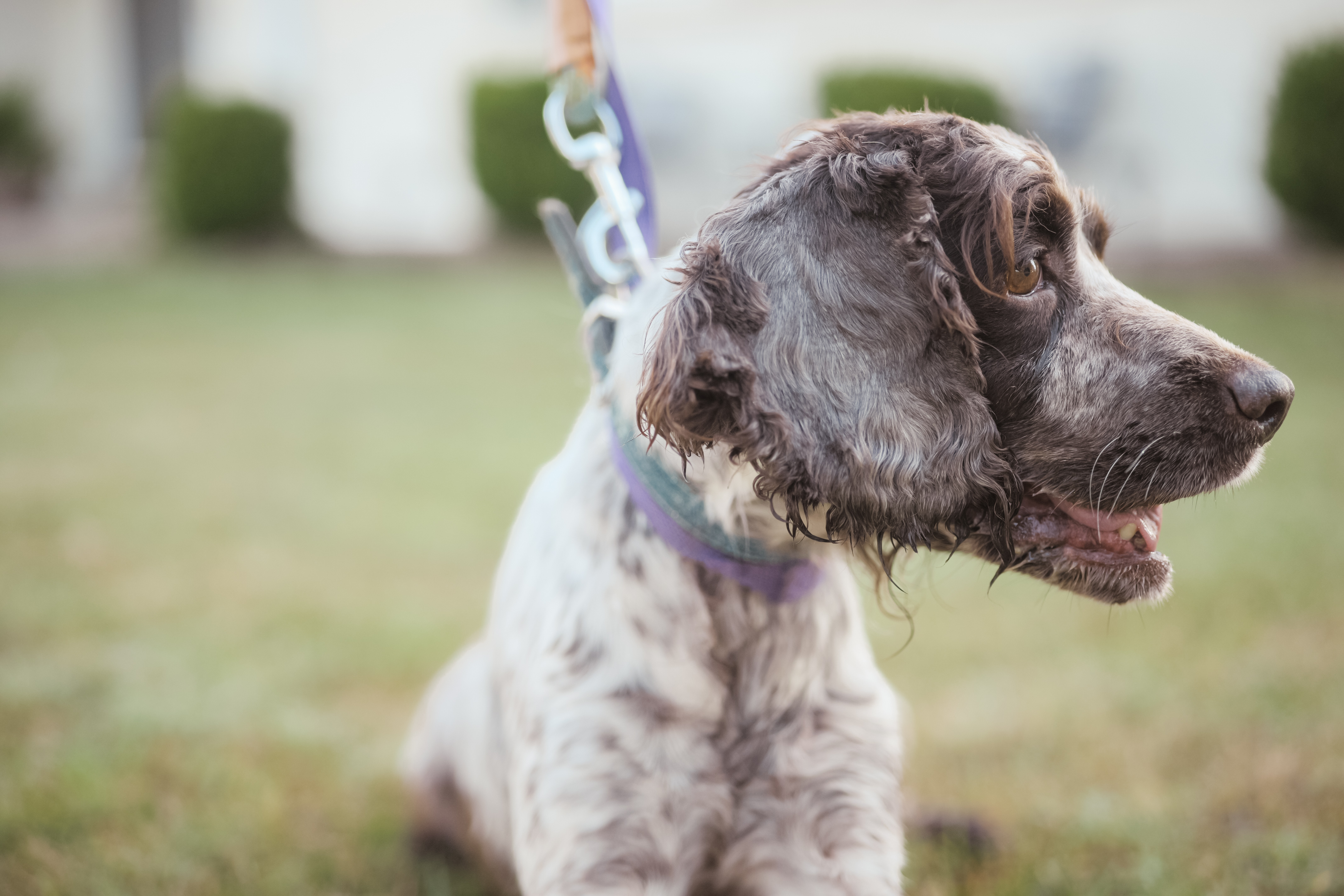 Enlarge Thelma - Transport, a Adoptable English Springer Spaniel in Greenwood, IN image 3/5