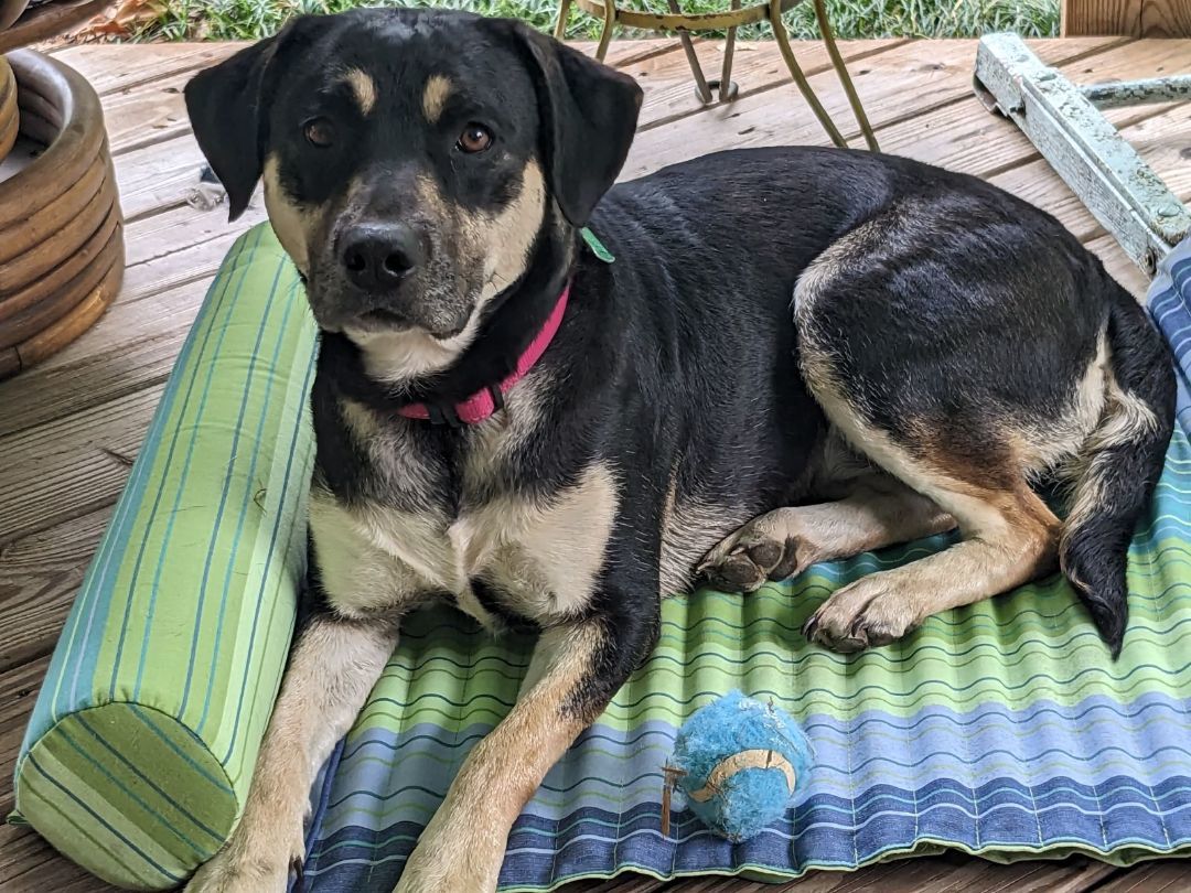 Enlarge Bermuda, a Adopted mixed breed in Greenville, SC image 1/1