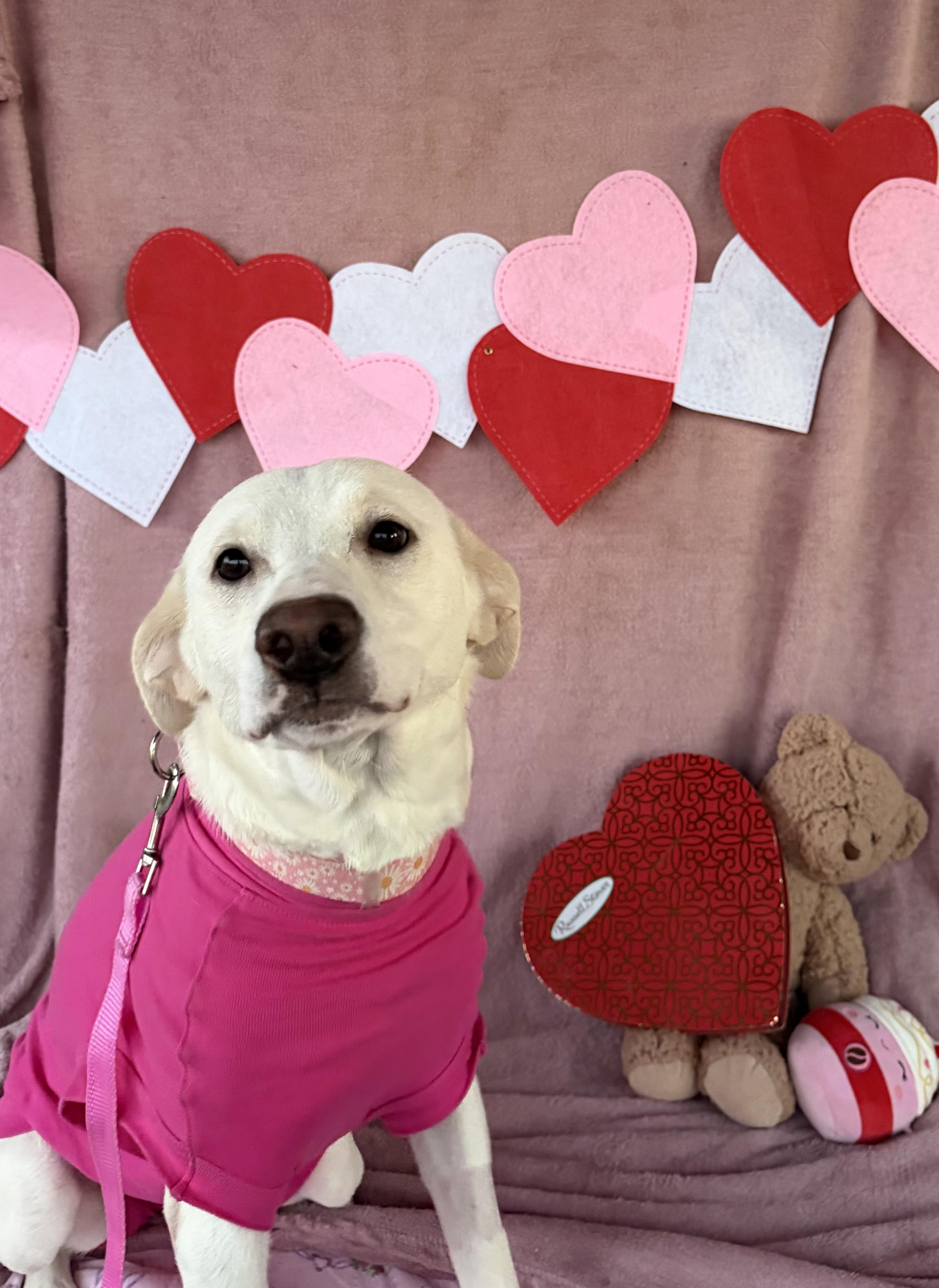 Angel, ADOPTABLE, Young Female Labrador Retriever.