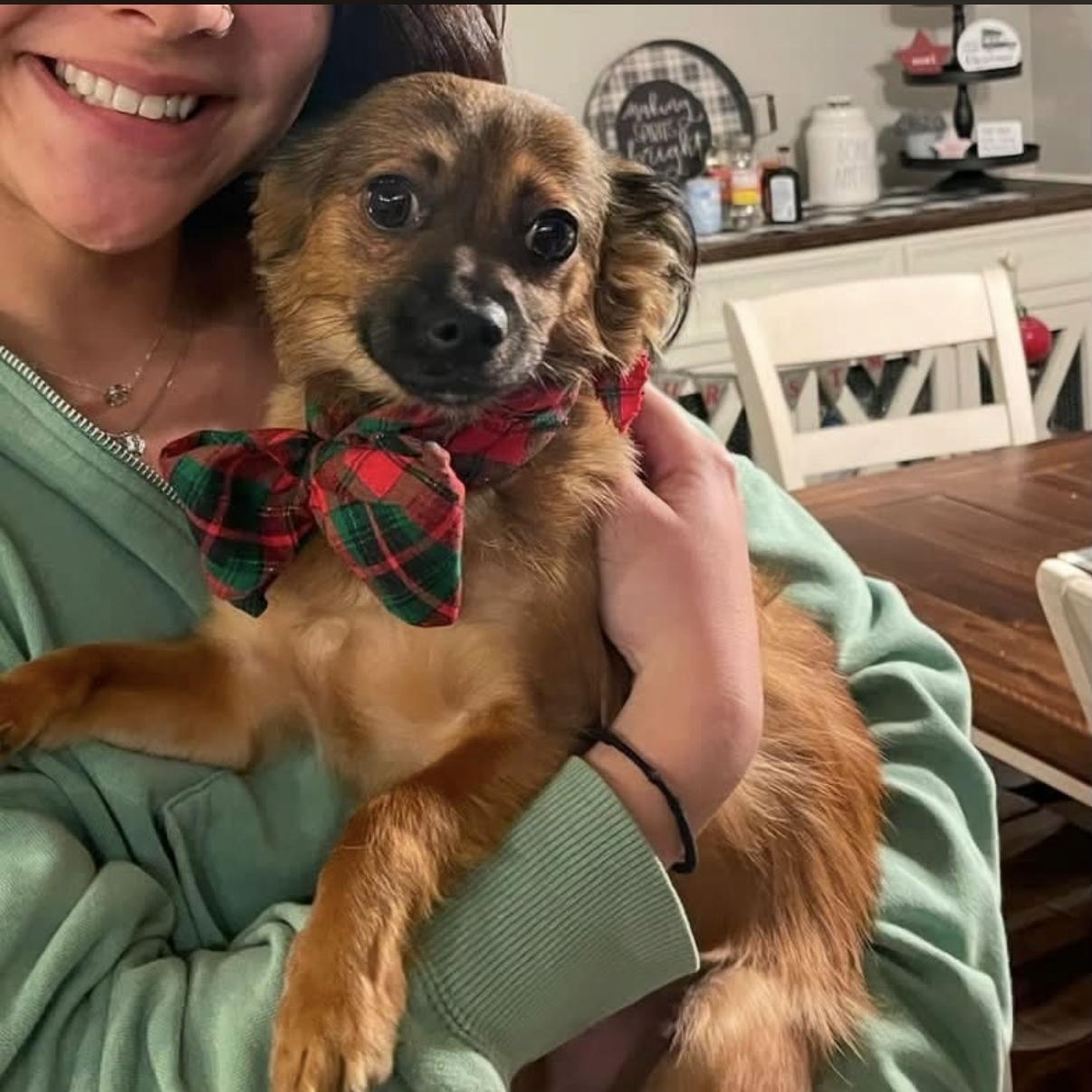Chewie, ADOPTABLE, Adult Male Chihuahua.
