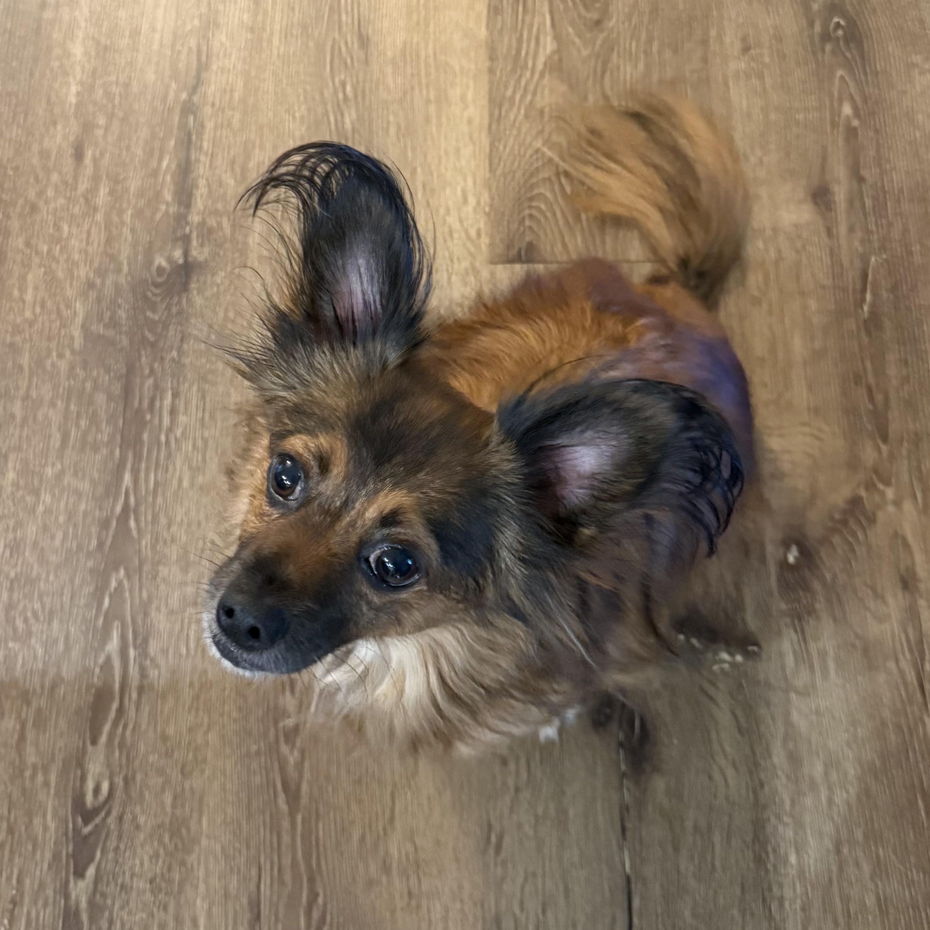 Chewie, a ADOPTABLE Chihuahua in atlanta, GA image 2/5